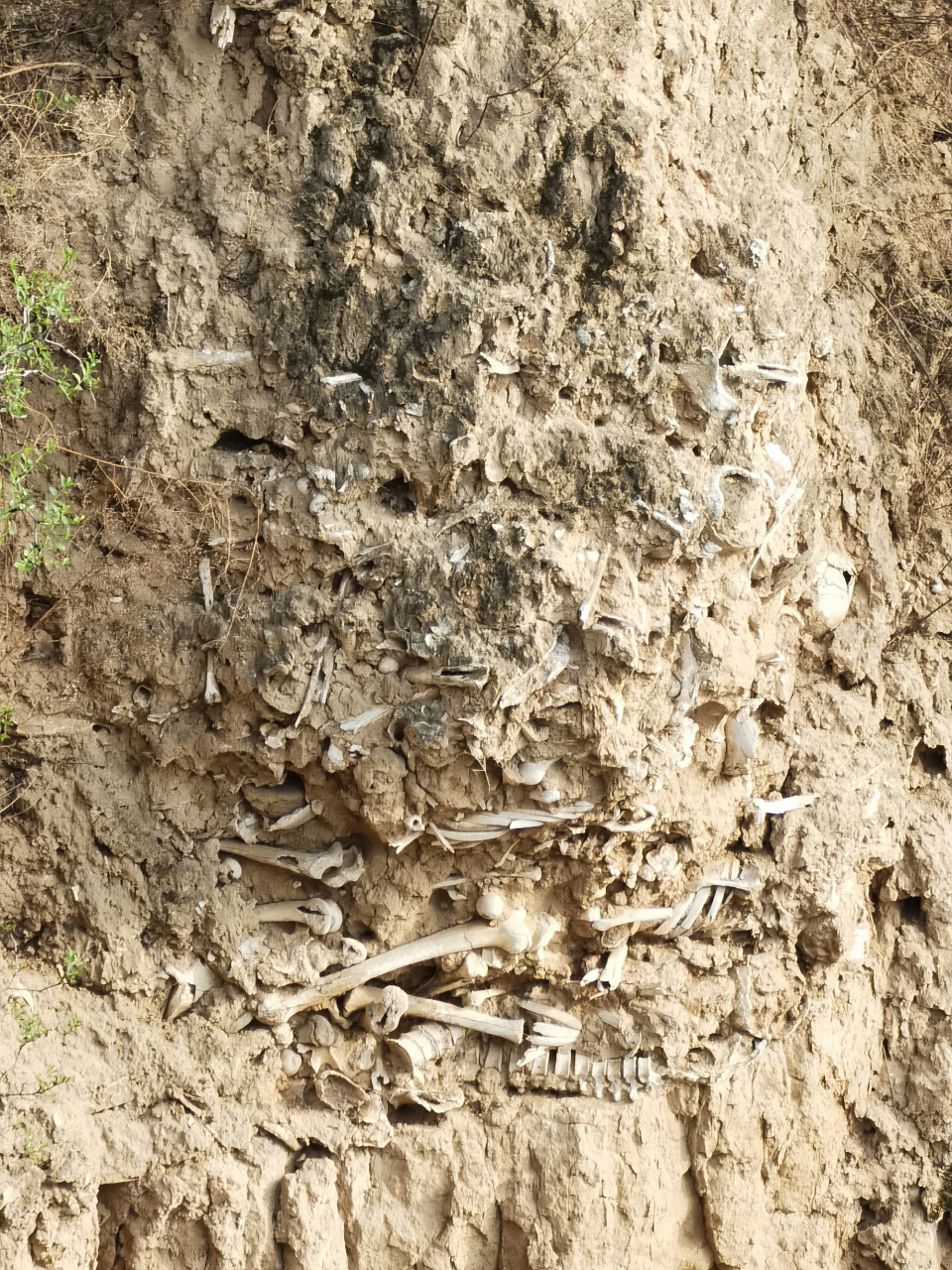 山西稷山县有处1000多年前的"万人坑",位于玉璧城遗址黄土断崖上,层