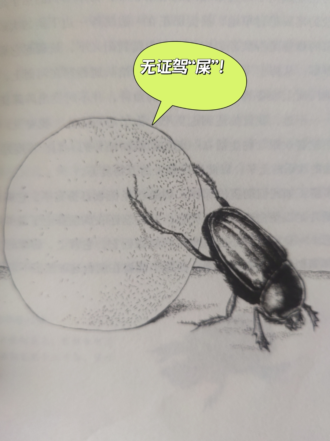 制作,搬运粪球          圣甲虫制作粪球时,强劲有力的前腿通力合作.