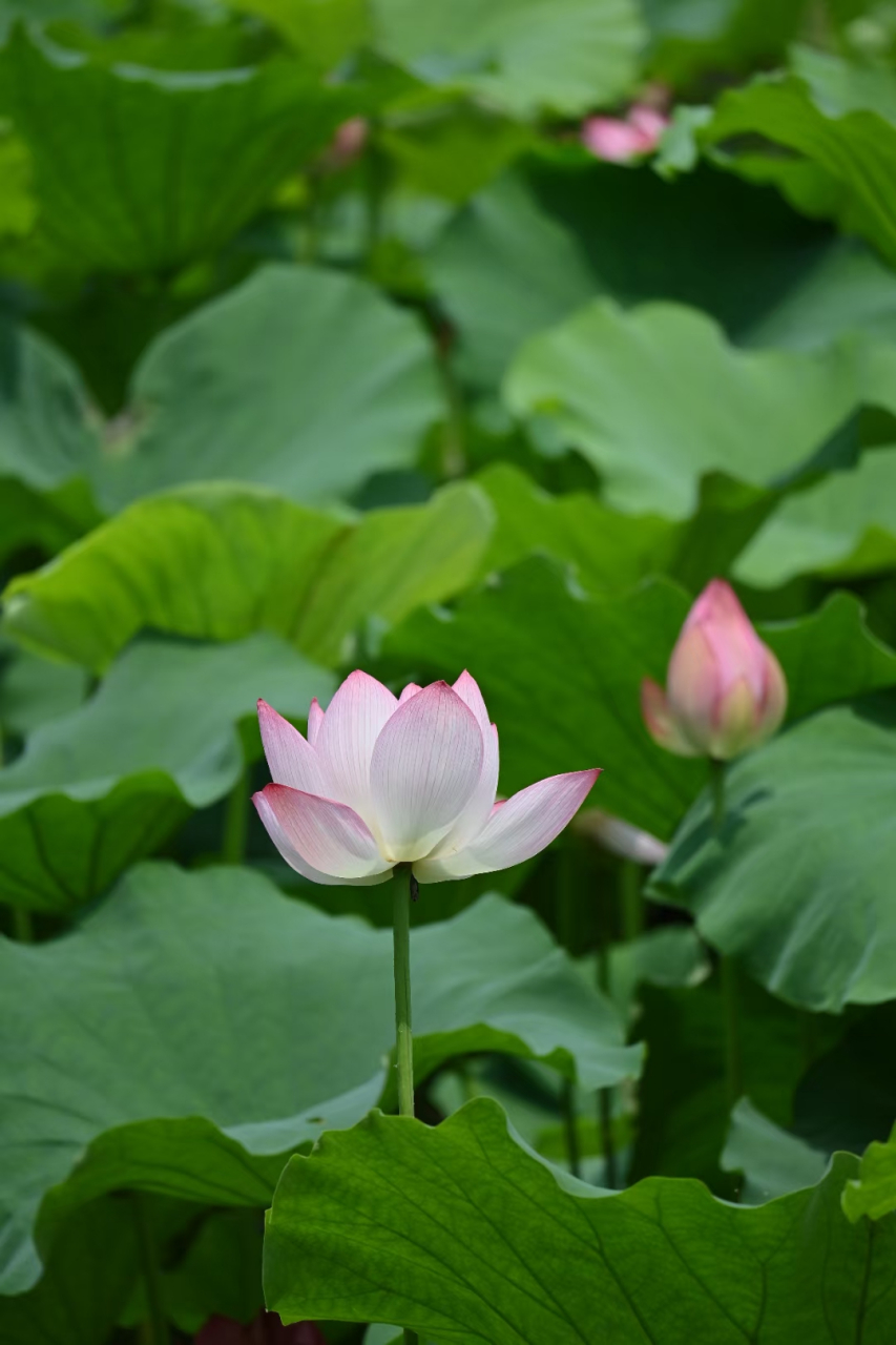 西湖荷花莲叶图片