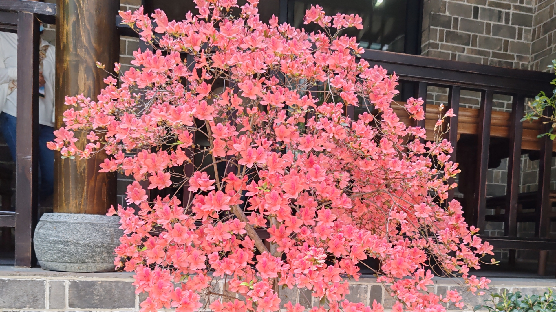 随手拍春天# 徒步登武当金顶的入口,餐厅门前的这棵杜鹃树,开放的也