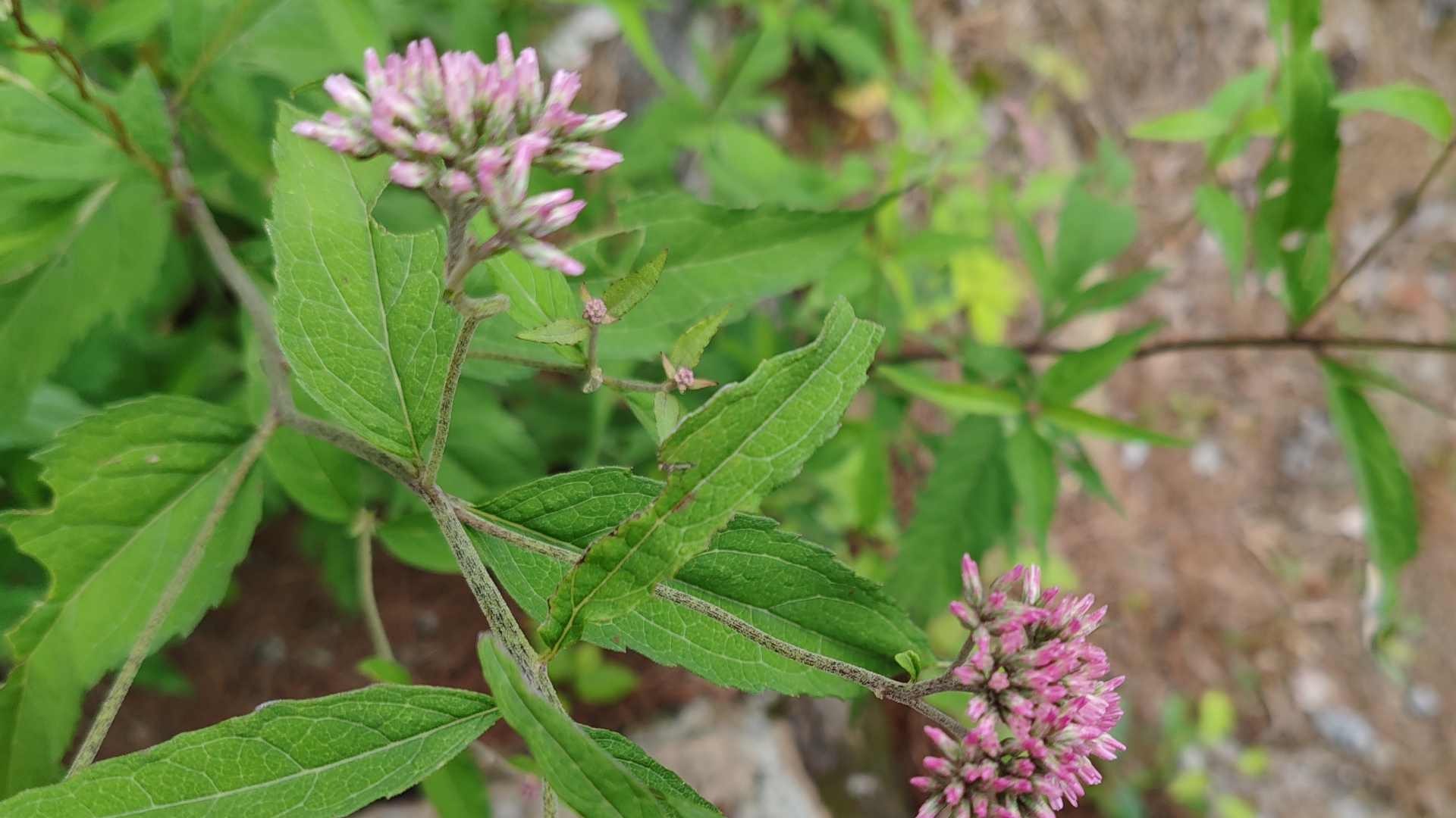 清凉一夏徽常解暑#  最近发现了一处隐世秘境,安徽六安霍山铜锣寨