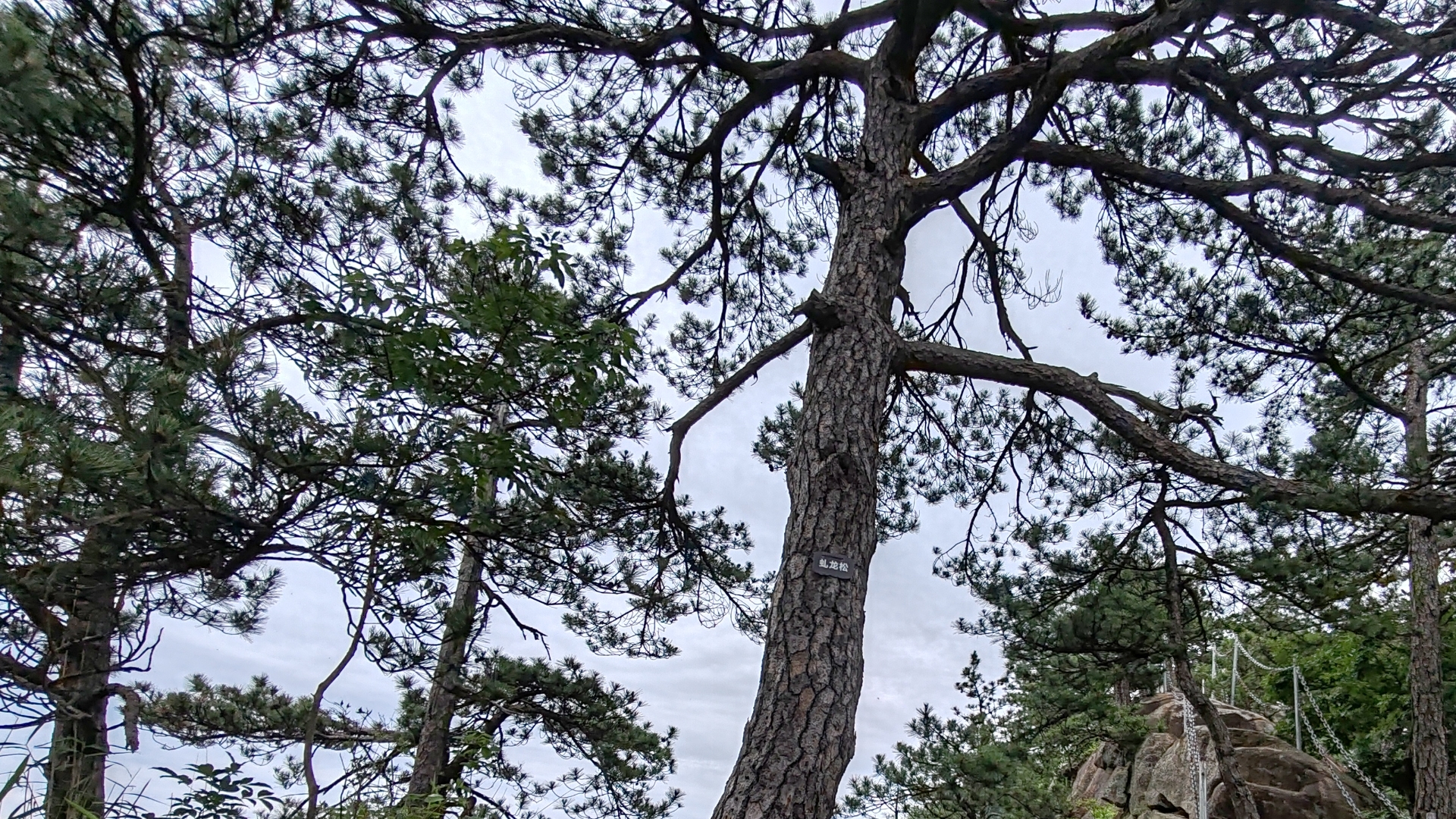 城市点评# 安徽霍山铜锣寨松树千姿百态,不输黄山松,值得来观赏!