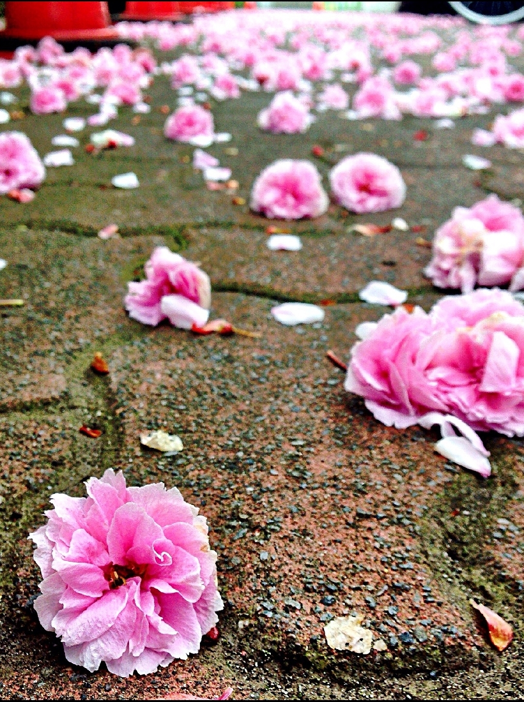 唱尽李清照的洒脱和豁达:花开花谢,无悔其绚烂;缘聚缘散,淡若流水