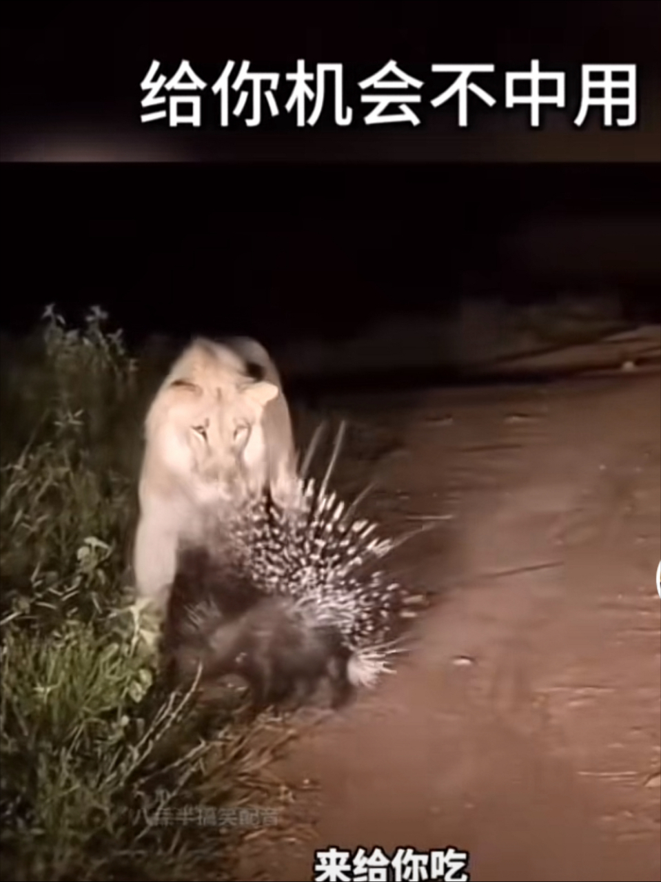豪猪这东西的天敌究竟是什么呢? 大型动物都下不去口呀