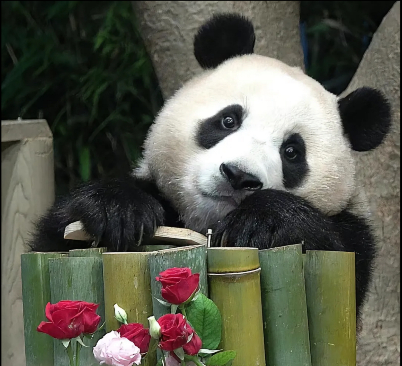 7月7日,中国大熊猫保护研究中心旅居韩国爱宝乐园的雌性大熊猫"华妮