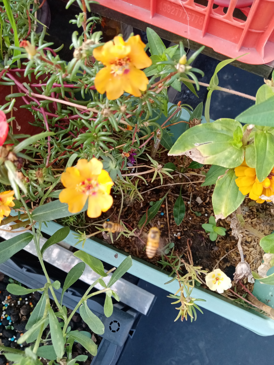 不知道自己有没有强迫症,还是不舍儿时记忆,小时候我家院墙上一排废弃