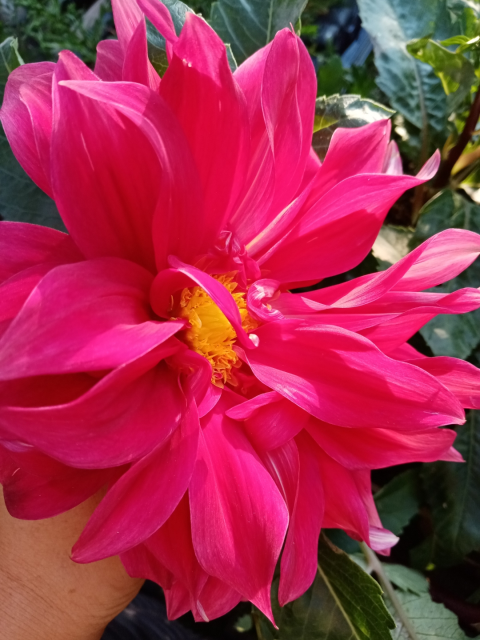 大丽花和美女樱第一次种,没有打顶,倒伏很严重,拔了,各剩下一颗,开花