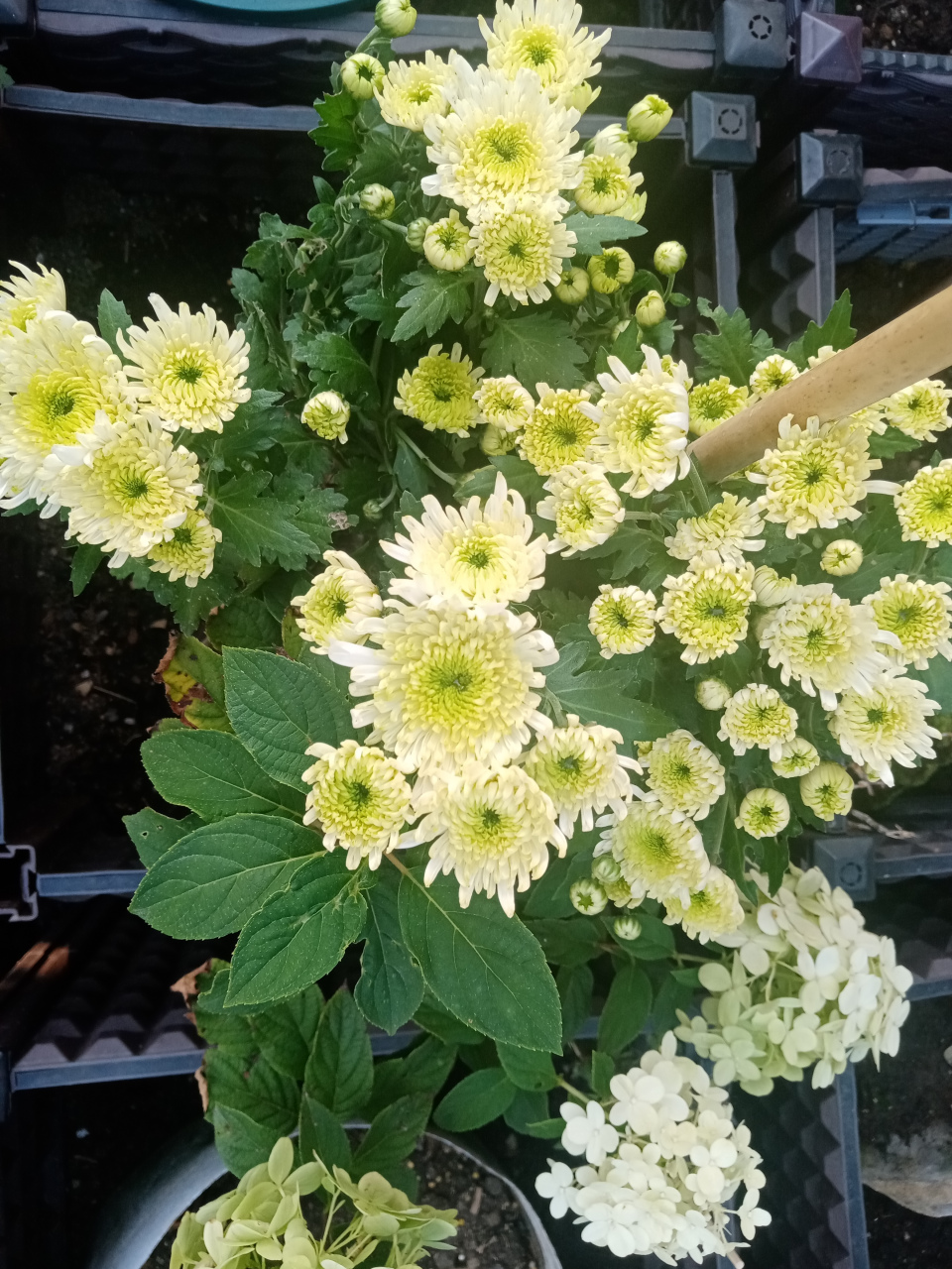 当你看到绿菊一天天变化,直到这些菊花盛开的时候,花朵呈现白色和绿色