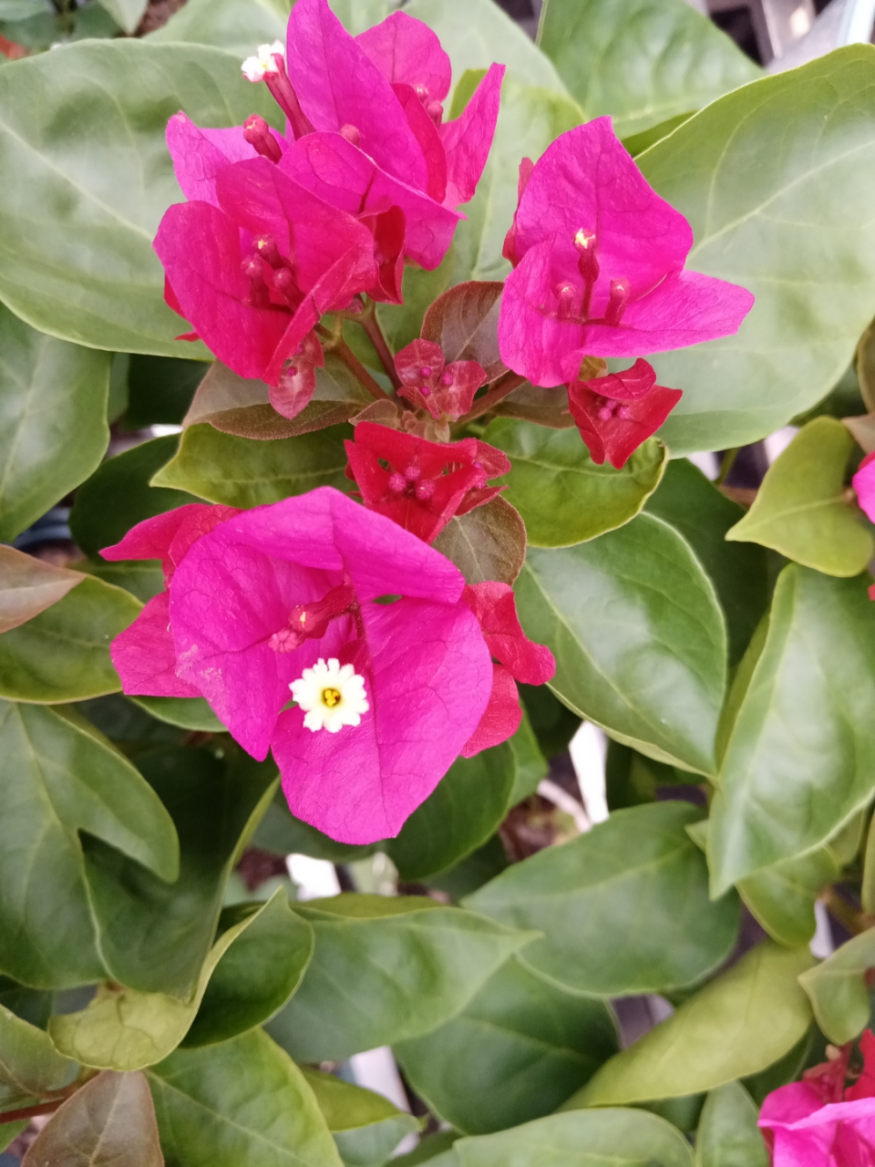 秋天一片欣欣向荣的景象