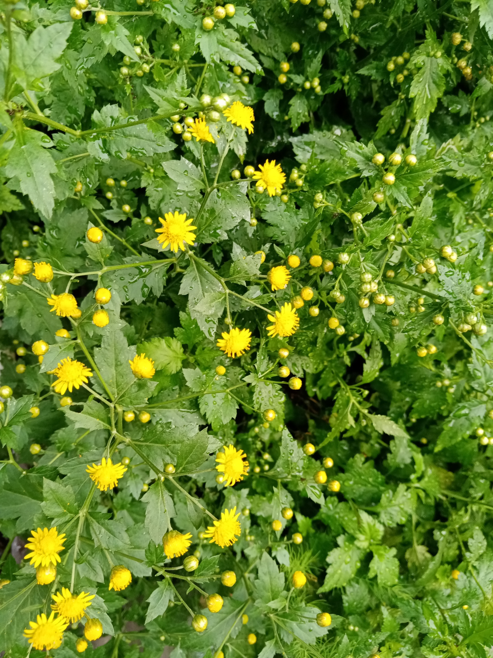 菊花脑南京人爱吃菜,从春天一直吃的秋天,很简单,不用打药,浇水就行