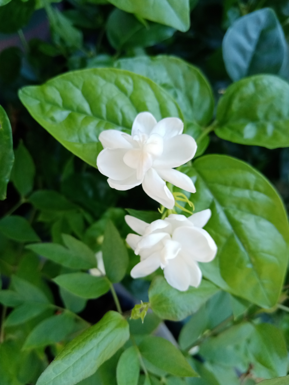 秋天一片欣欣向荣的景象