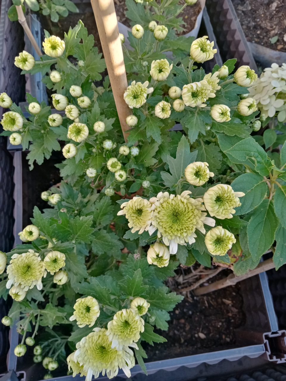 当你看到绿菊一天天变化,直到这些菊花盛开的时候,花朵呈现白色和绿色