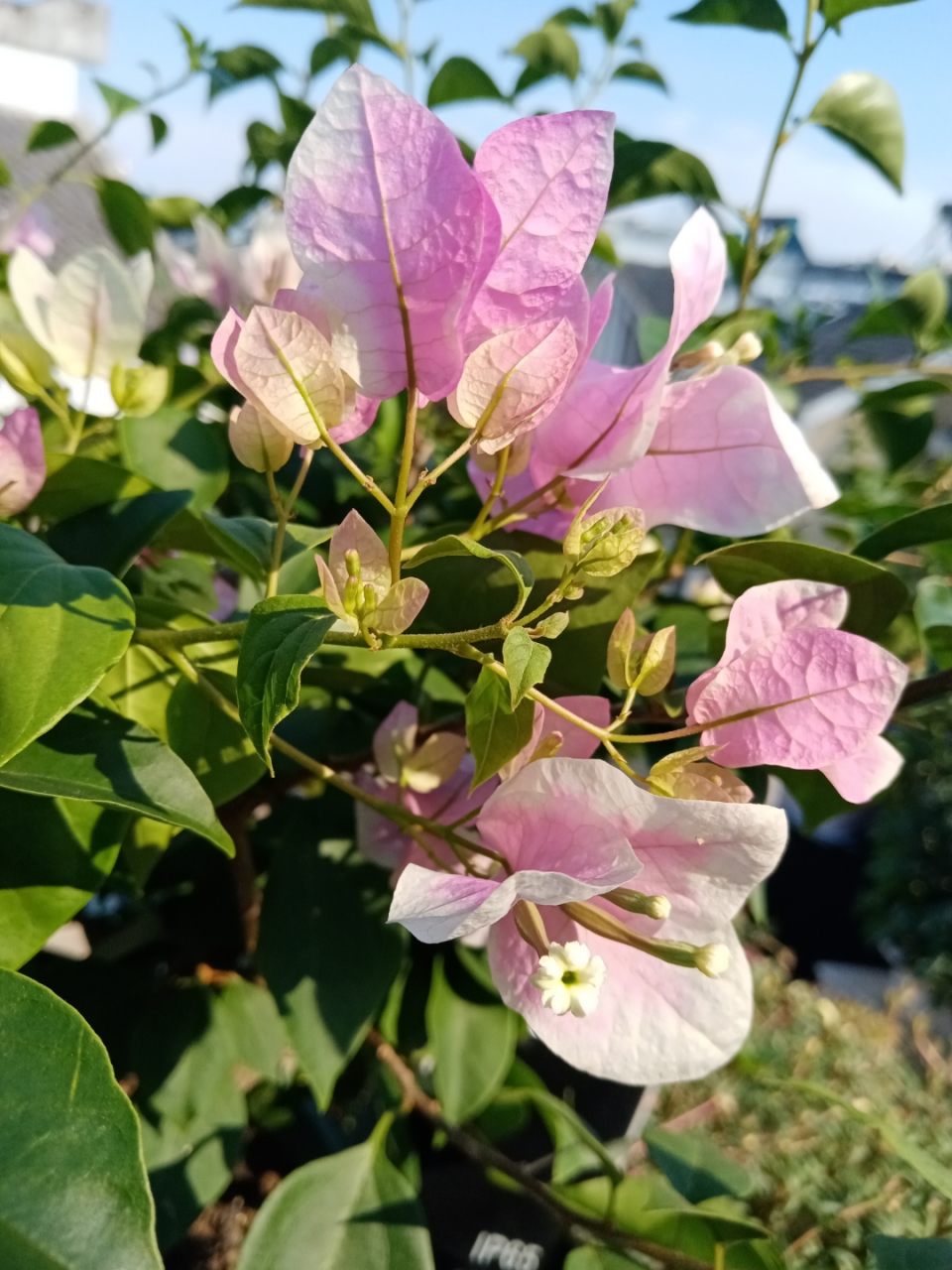 秋天一片欣欣向荣的景象