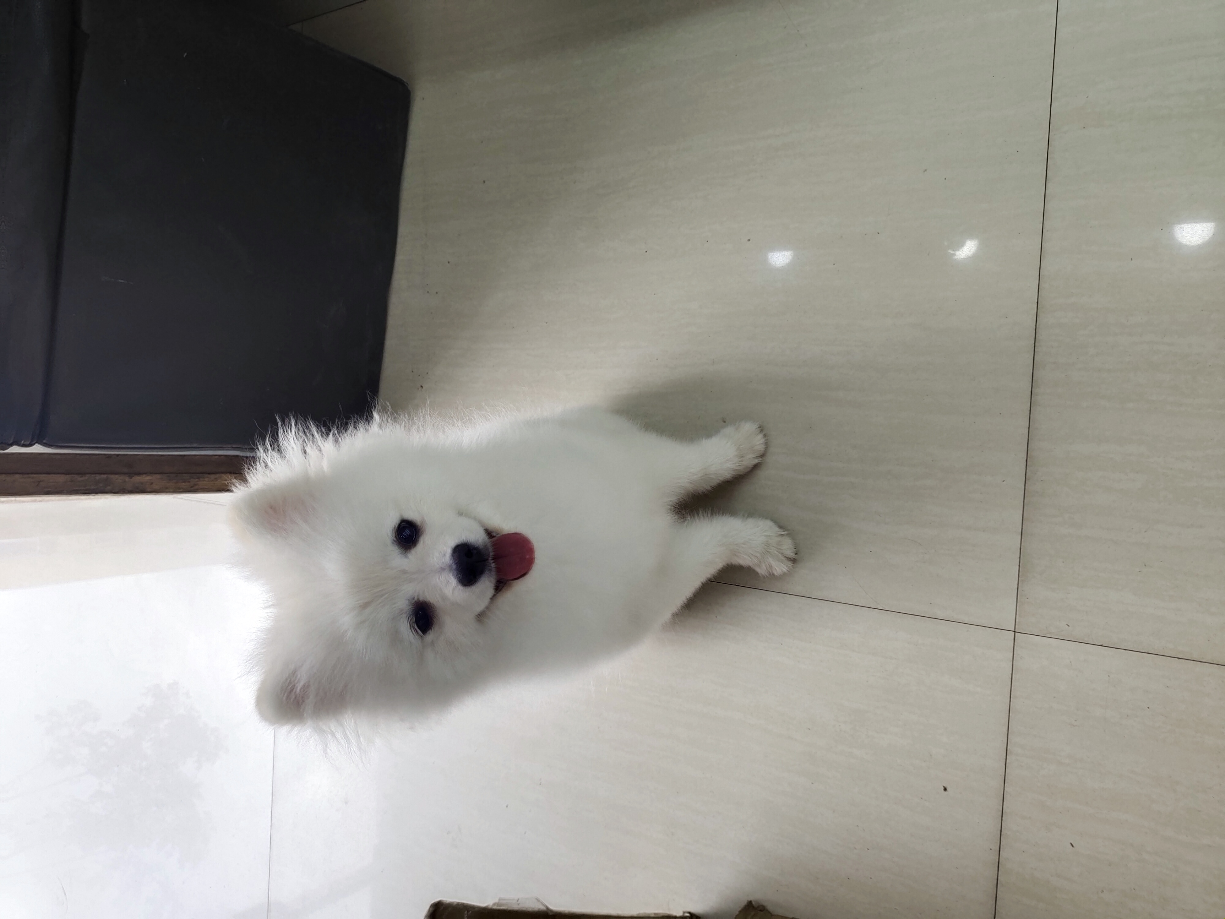 草地绿油油的,小狗肥嘟嘟的,整个画面充满了生机和活力.