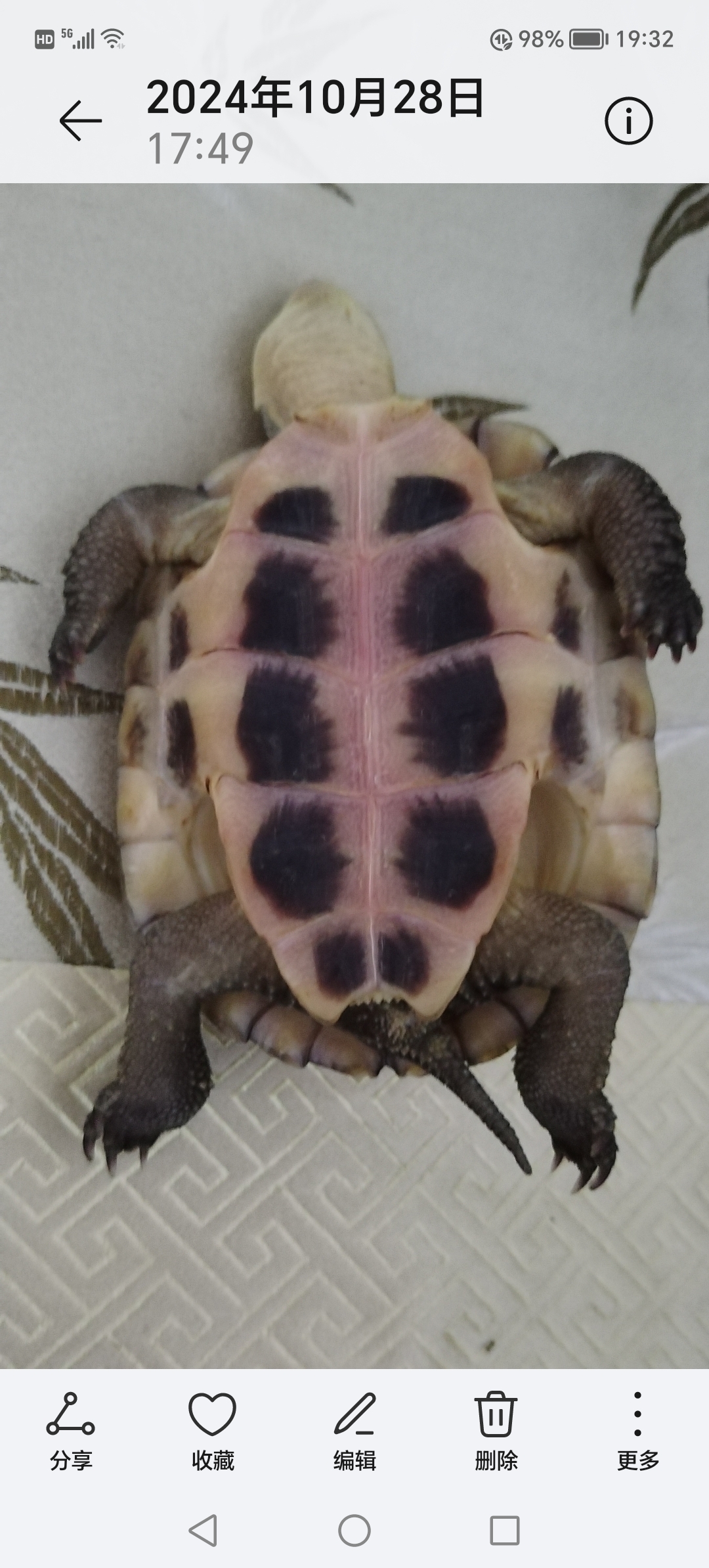 乌龟肚皮发红死了为什么