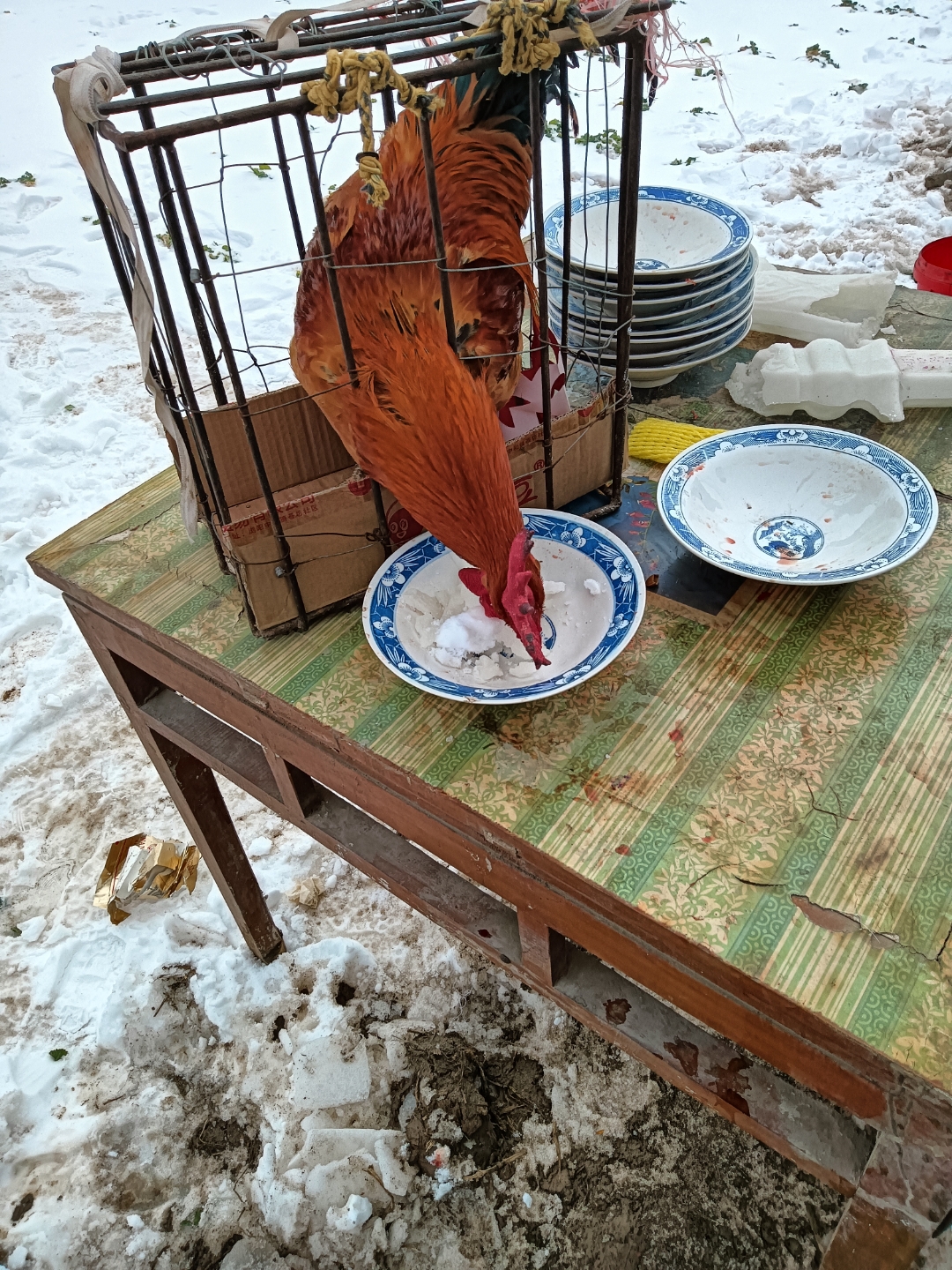 农村里办白事上供的大公鸡,在供桌上开吃了,把糖人都吃了小半个,顺便