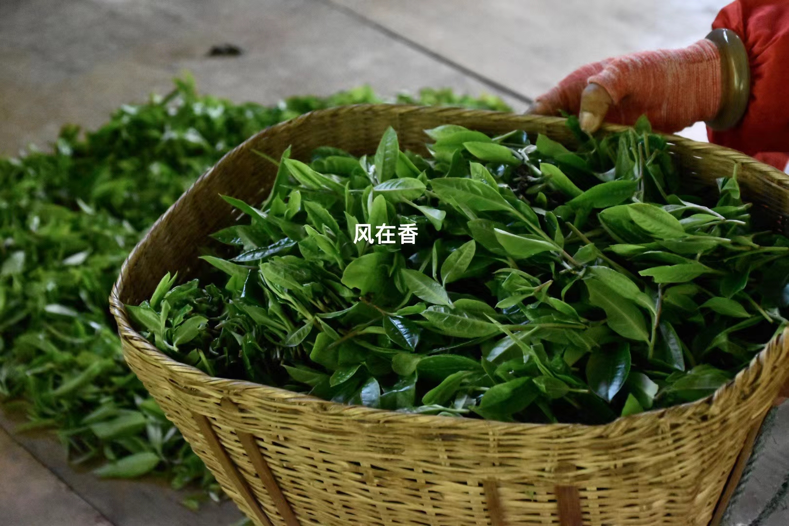 无由持一碗,寄与爱茶人 蚂蟥谷高杆古树#万物清明