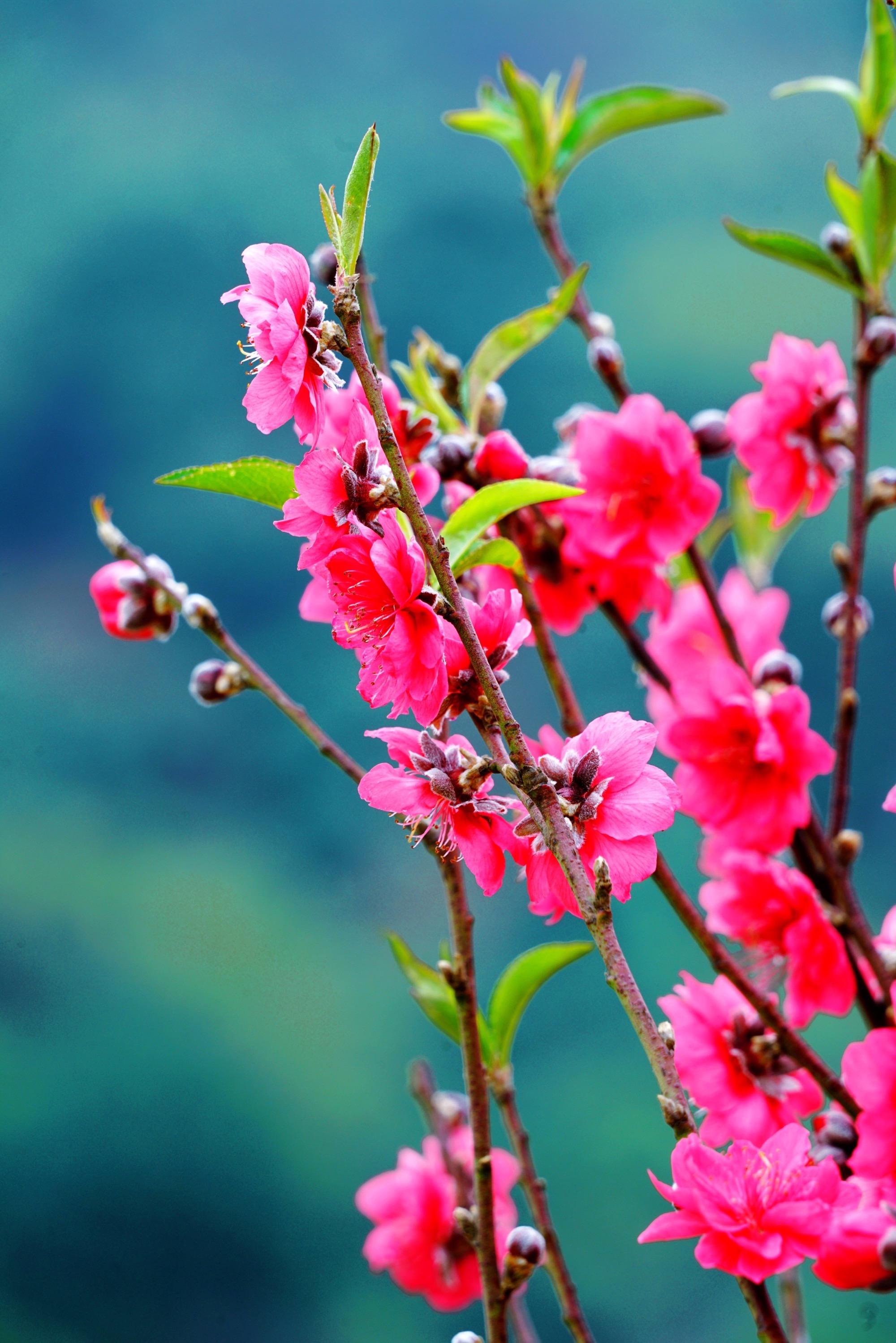 桃花的样子长什么样图片