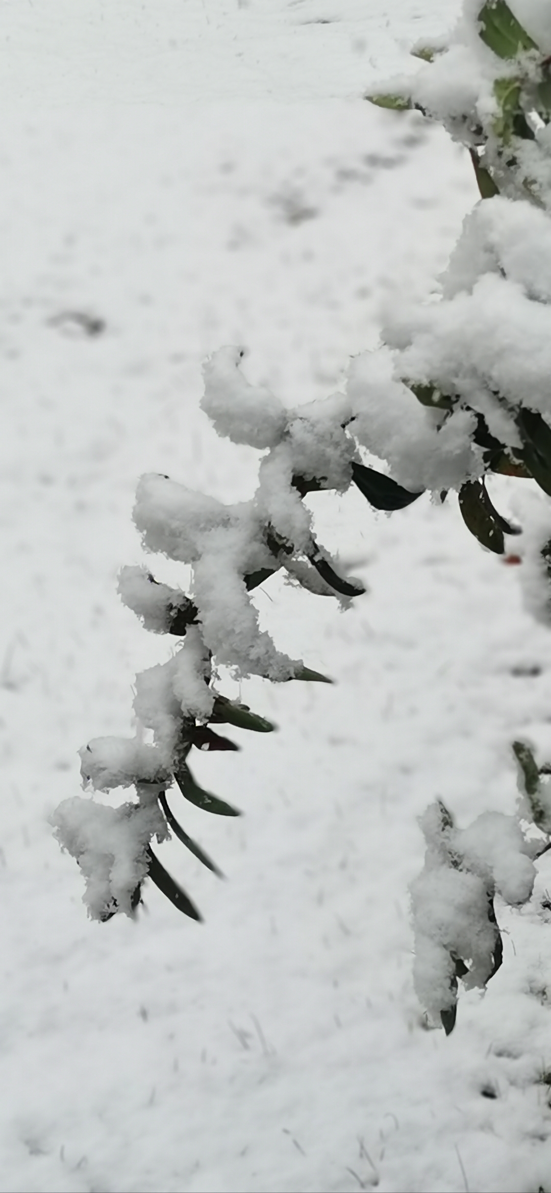 下雪的图片实景手机图片