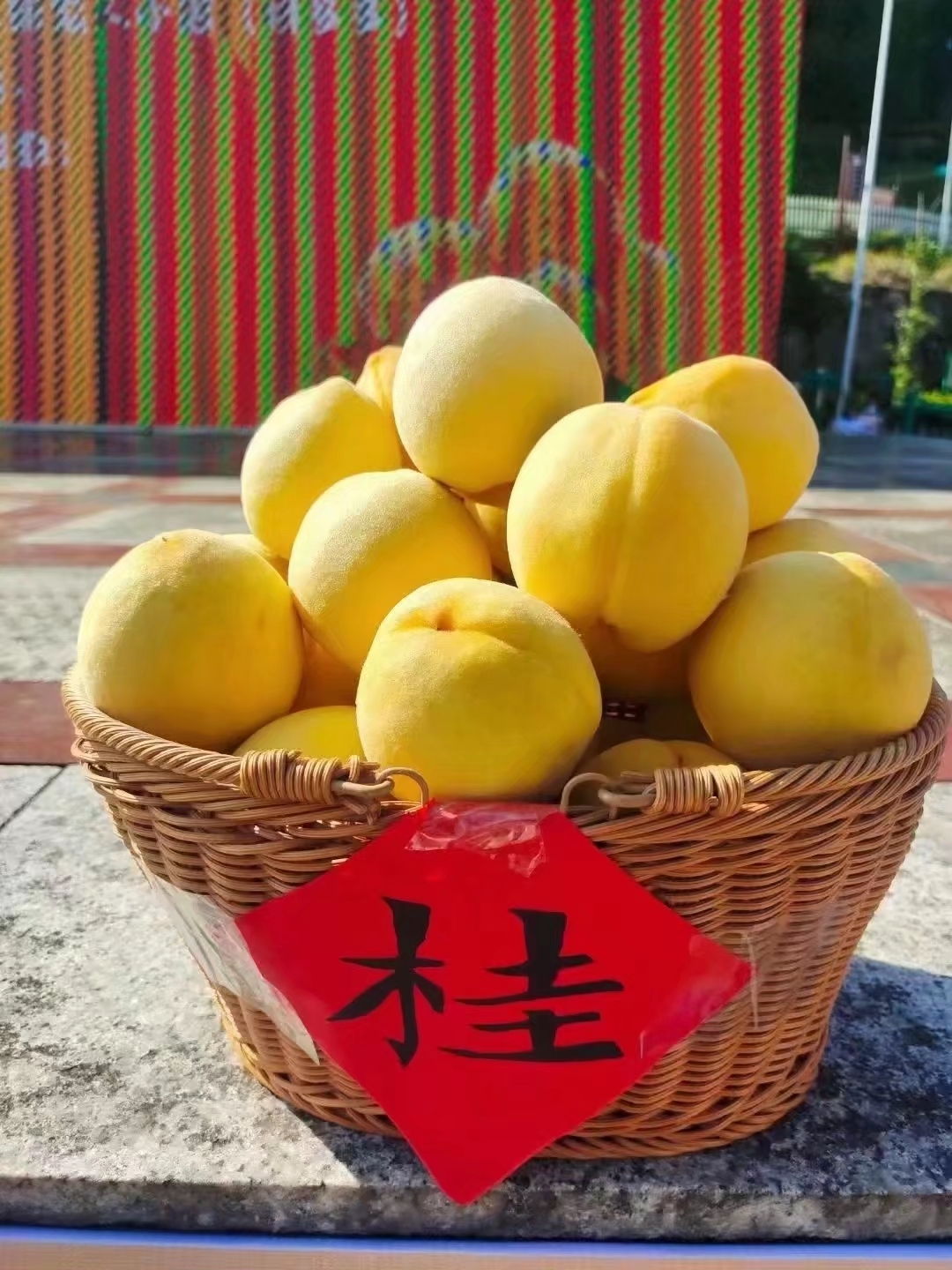 湖南郴州桂东高山黄桃,学名:黄肉桃;俗称黄桃,生长于湖南东南边陲罗霄