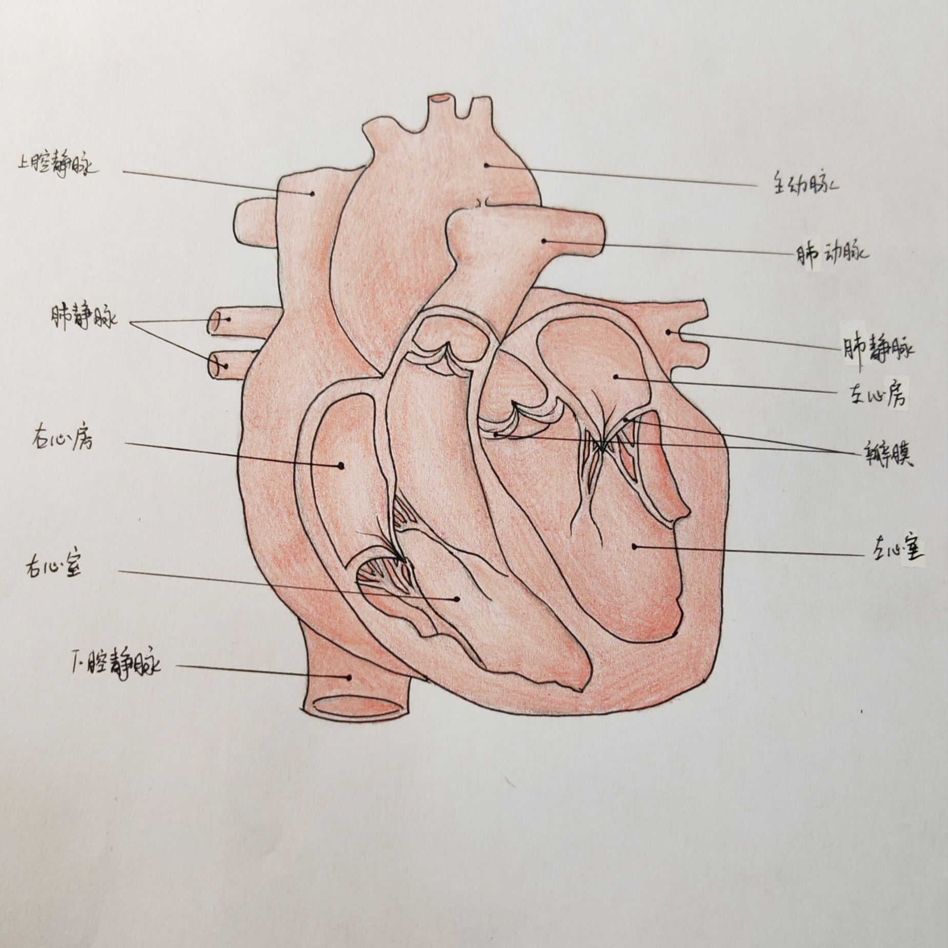 初一下学期生物学习内容
