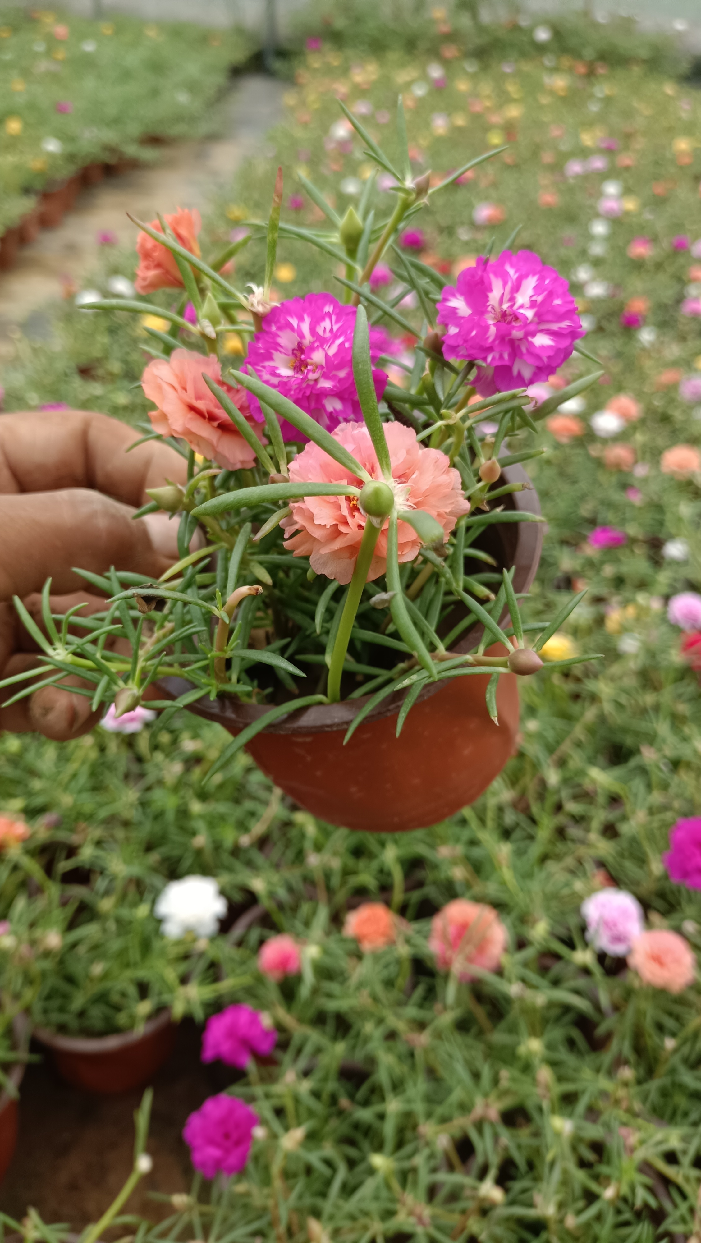 马齿苋花盛开,一盆中的彩虹!