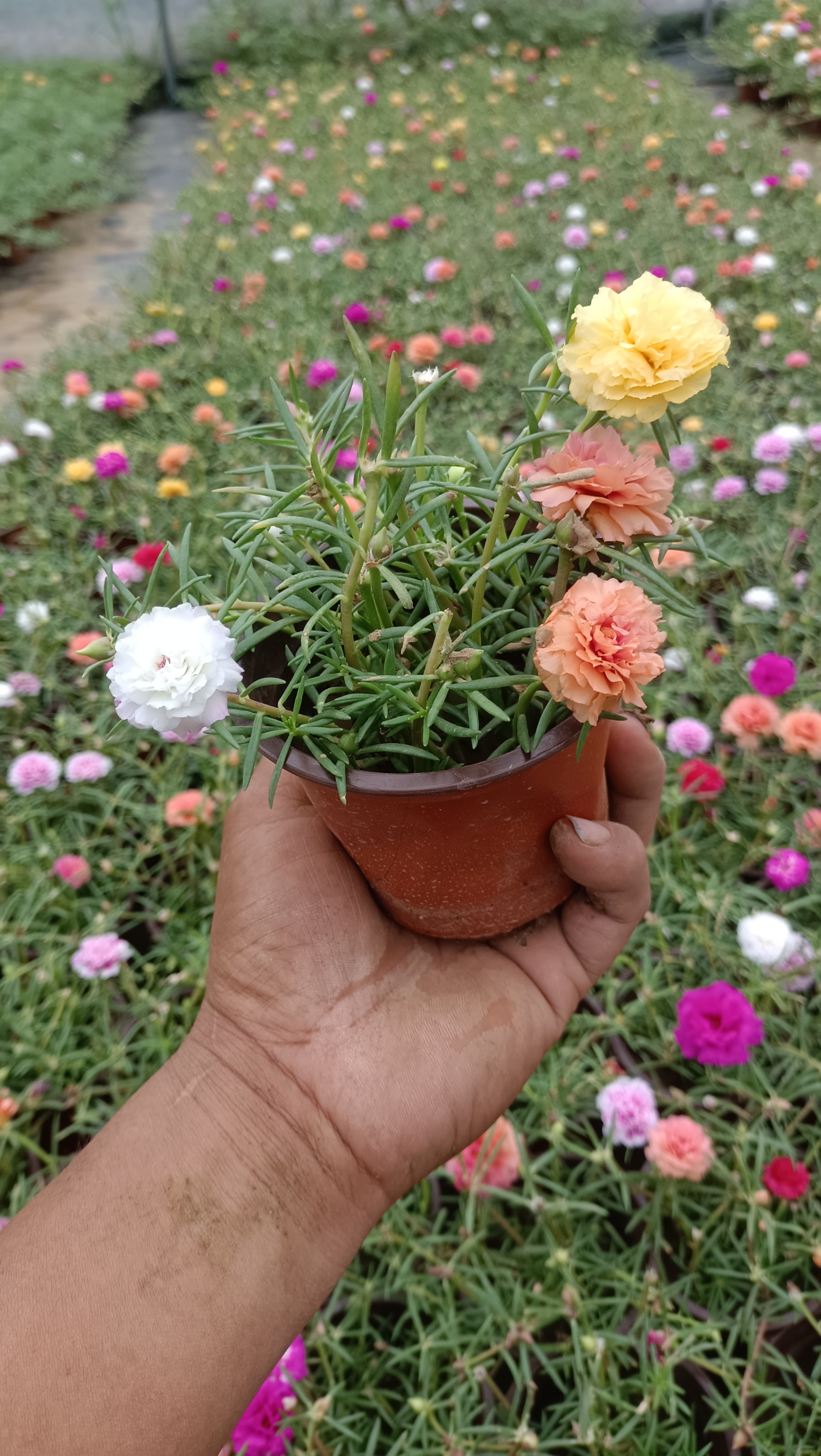 马齿苋花盛开,一盆中的彩虹!