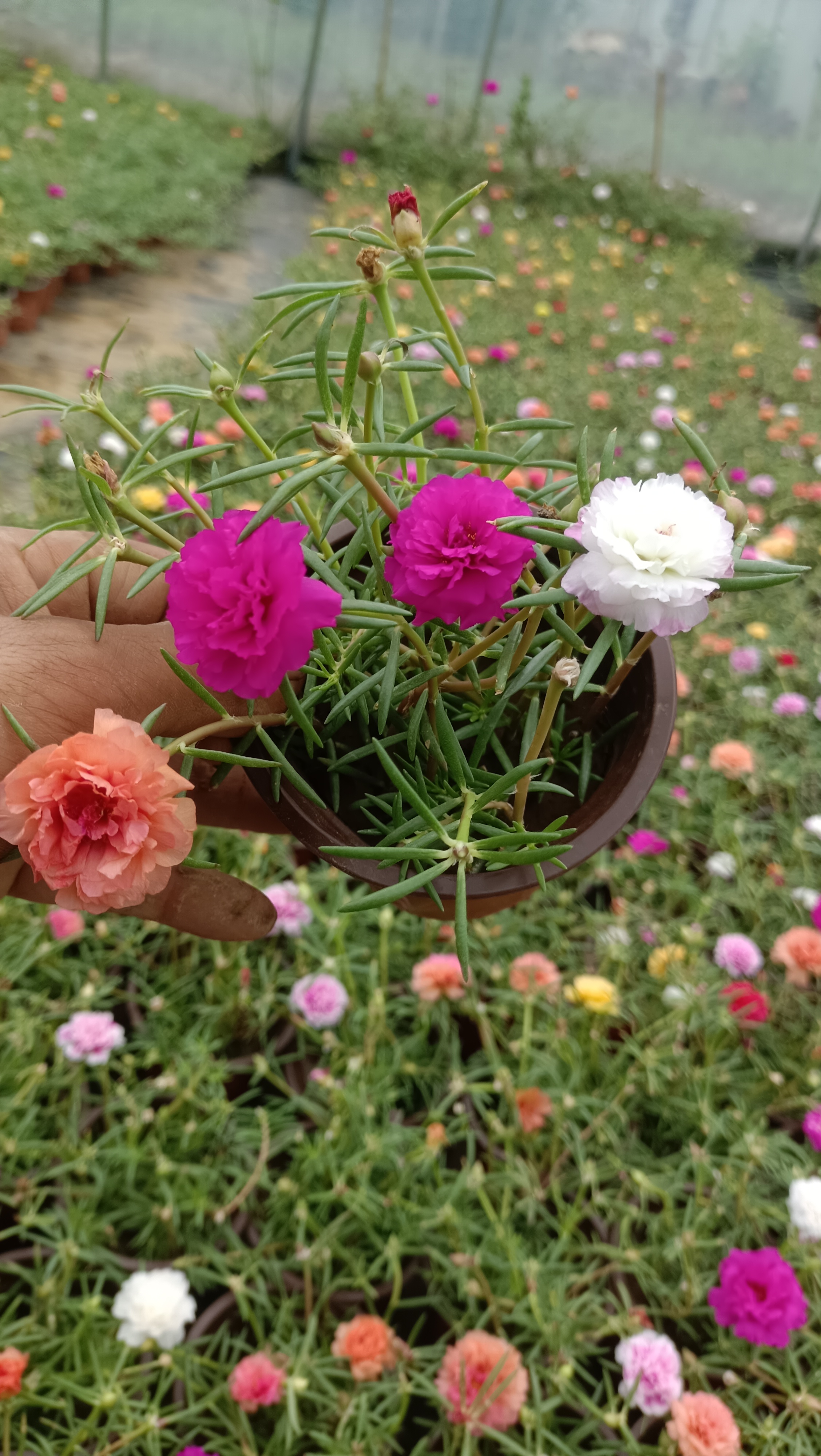 麻子菜花图片图片