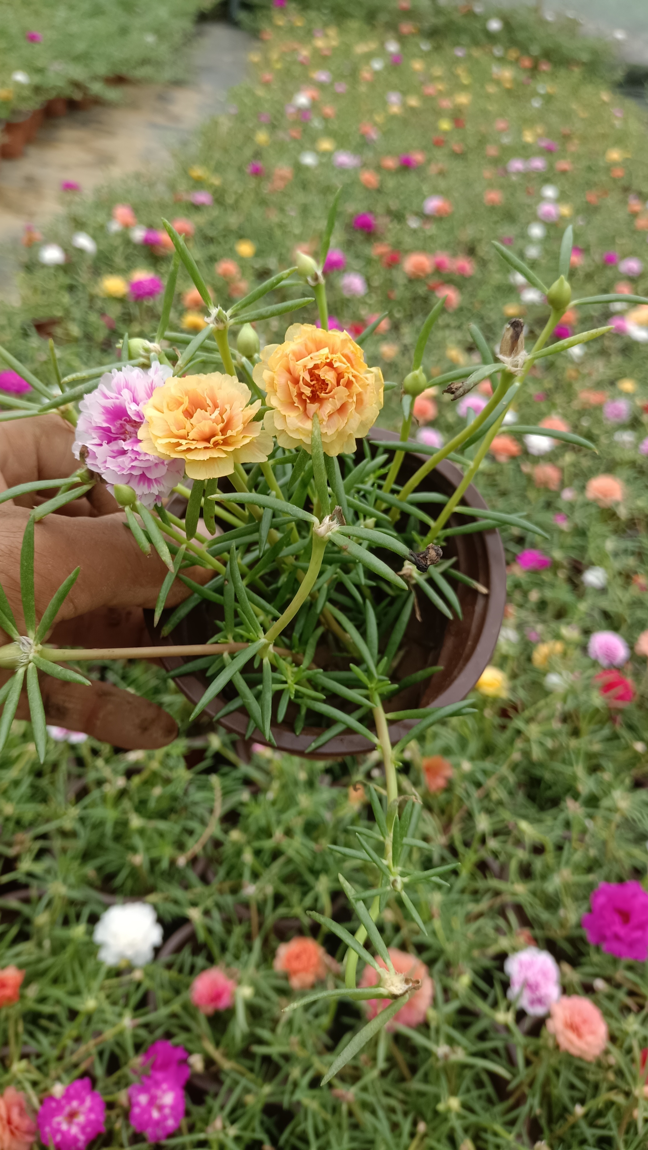 马齿苋花盛开,一盆中的彩虹!