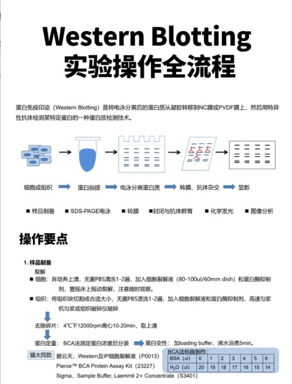 western blot流程图图片