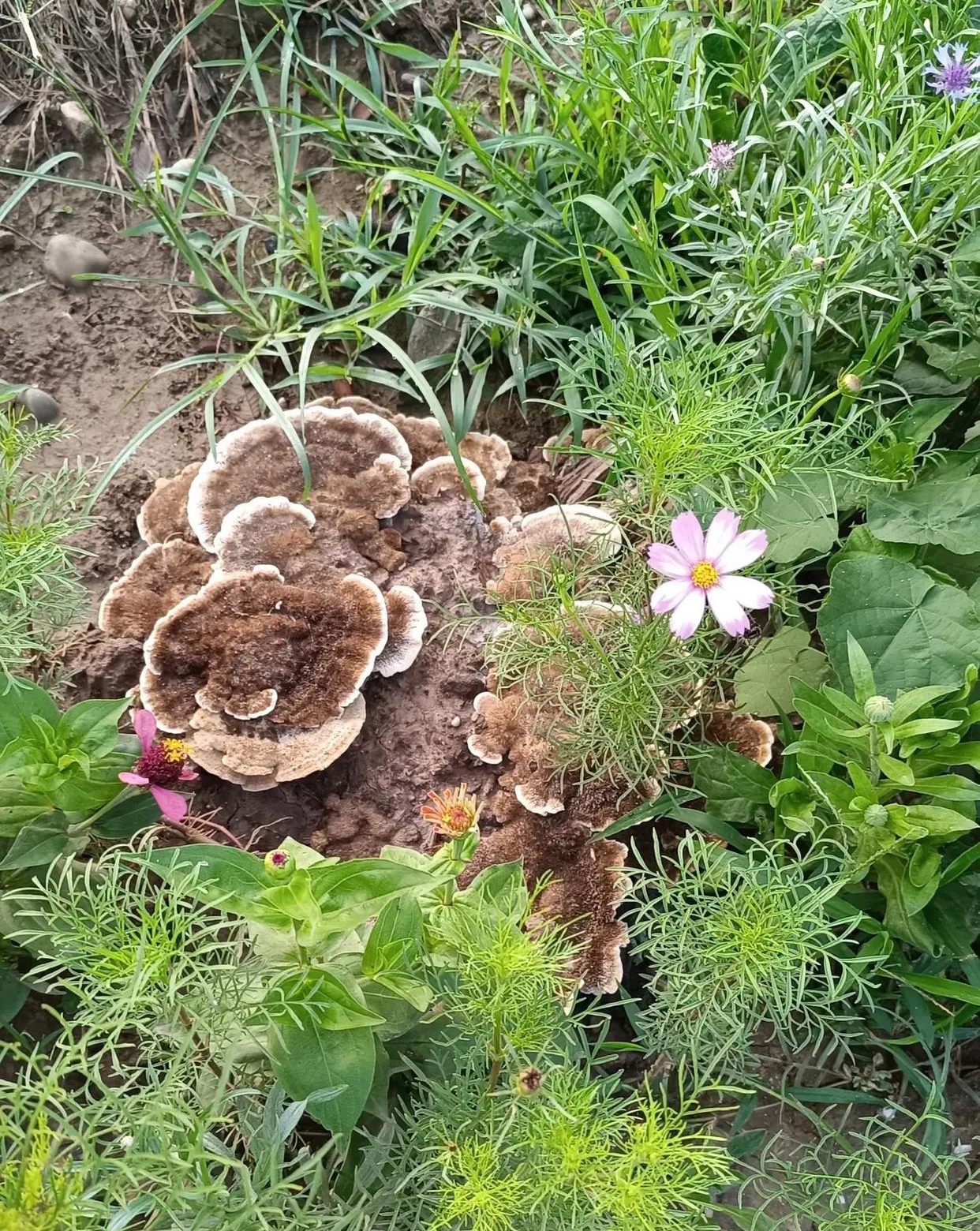 千年灵芝图片大全图片