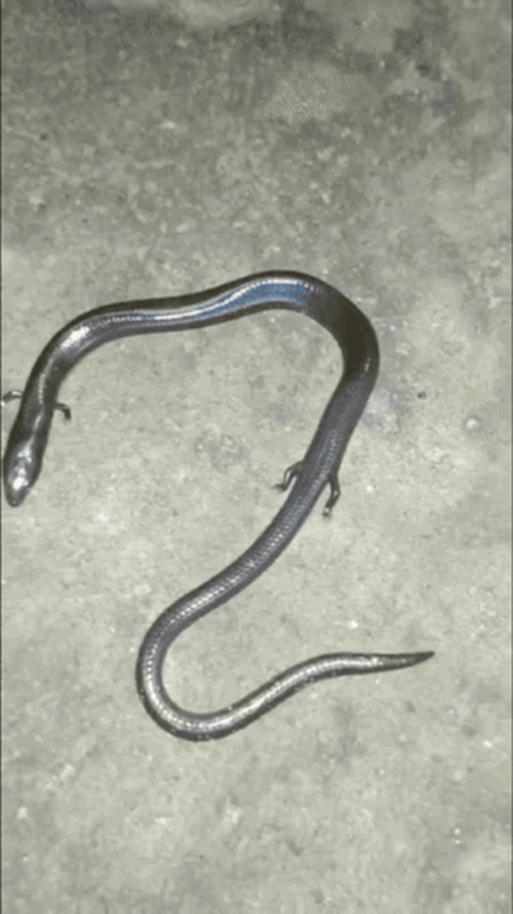 像蛇却不是蛇,却长得有四只脚