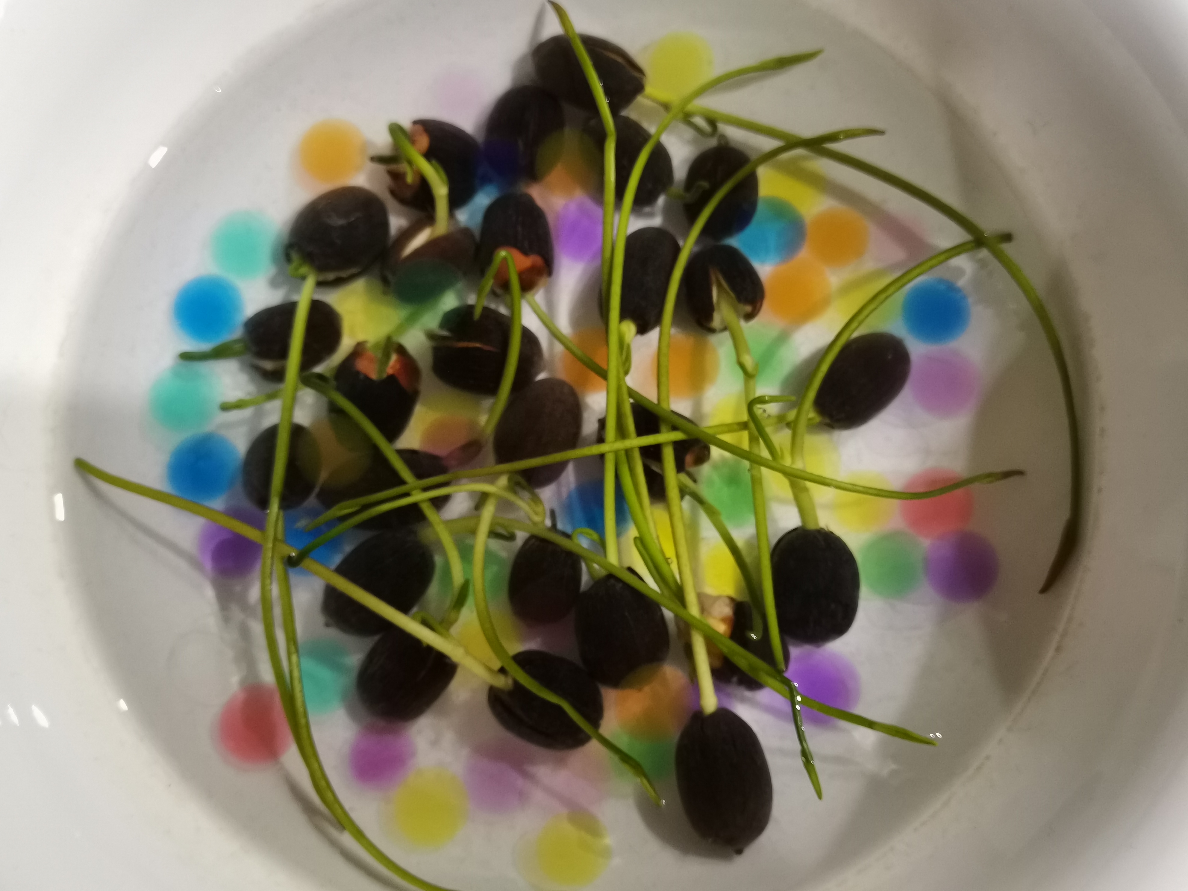 春天播下的种子在茁壮成长!