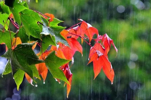 秋雨图片意境雨天图片图片