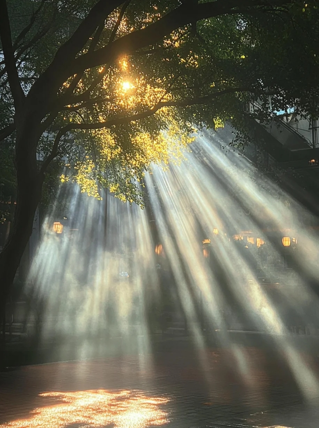 清晨的阳光透过树叶,洒在林荫道上,美得就像一幅画