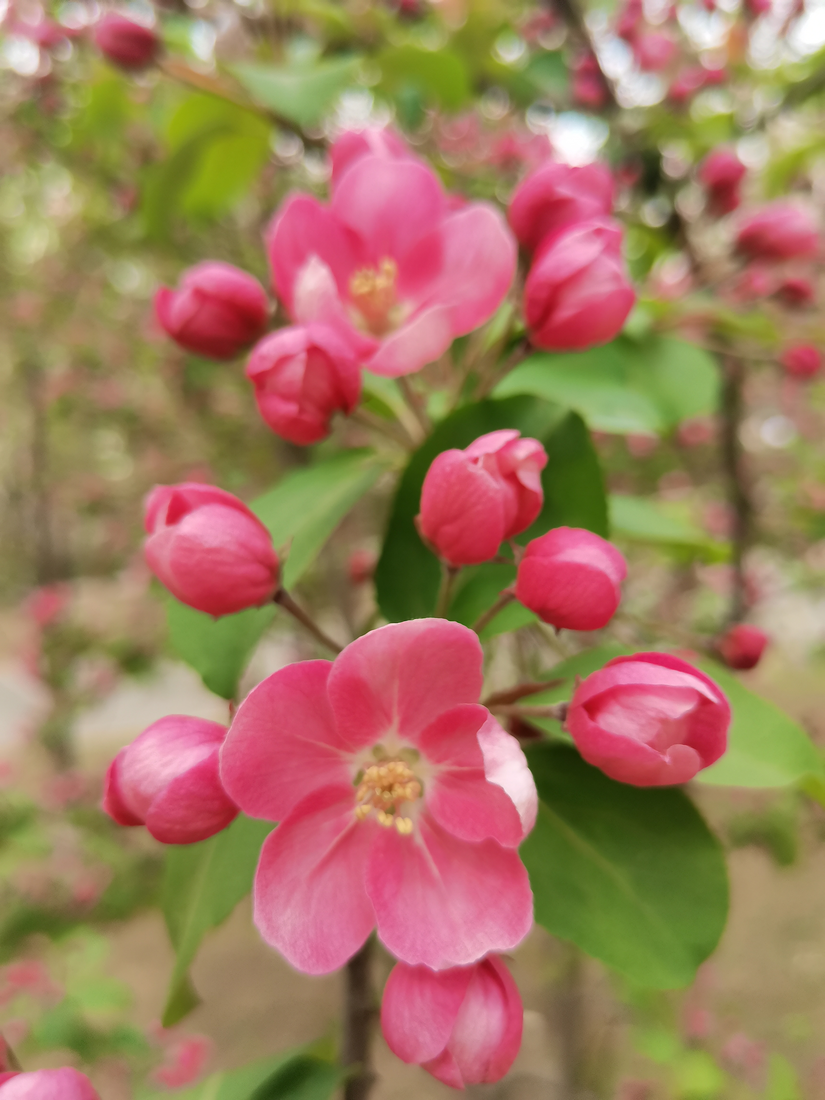 春天的脚步越来越近了,这张花朵和花蕾的照片让我感受到了浓浓的春意.