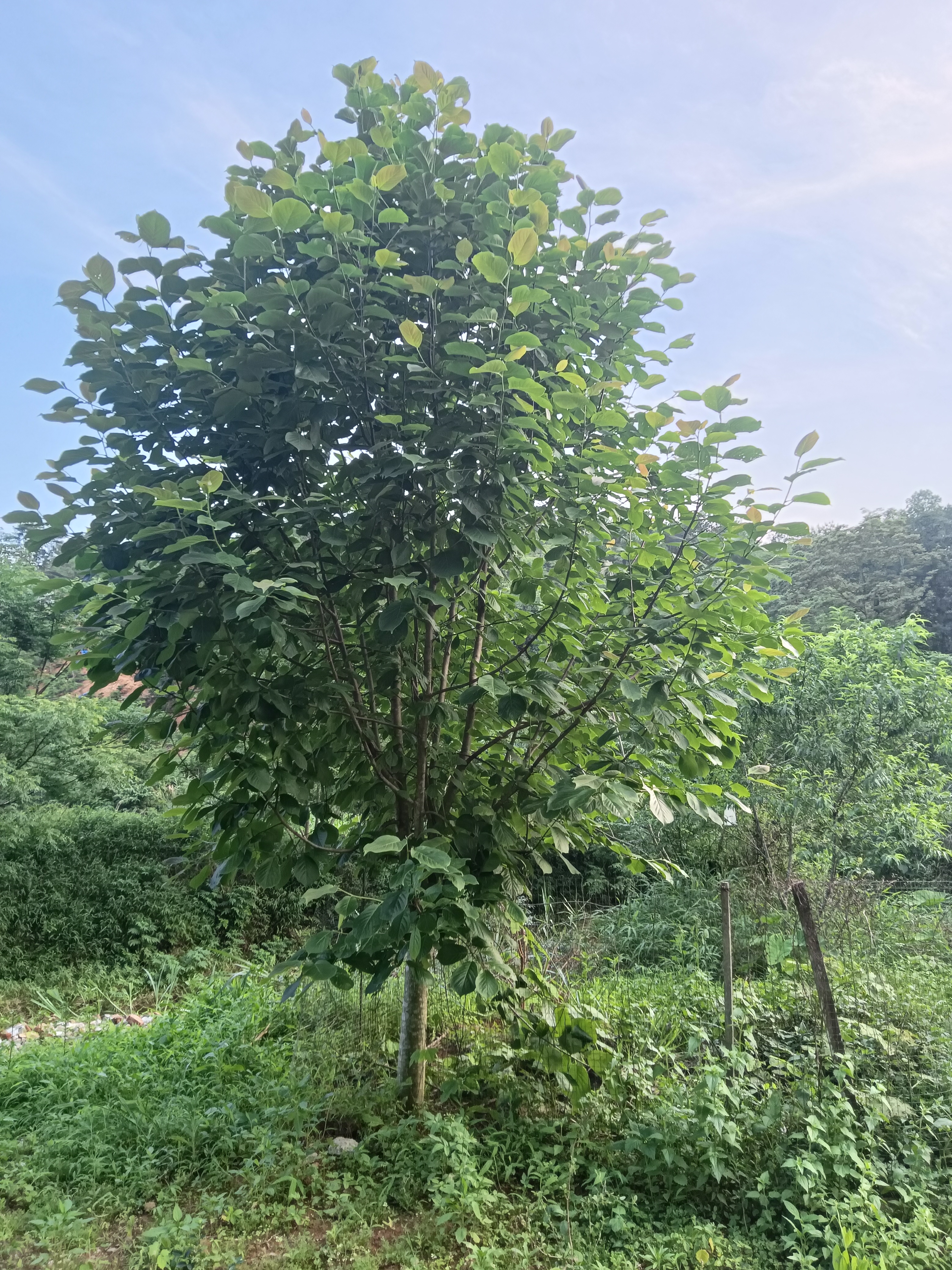 我哥花了1200买的榴莲树十棵种活两棵,四年过去了,长得枝繁叶茂就是不