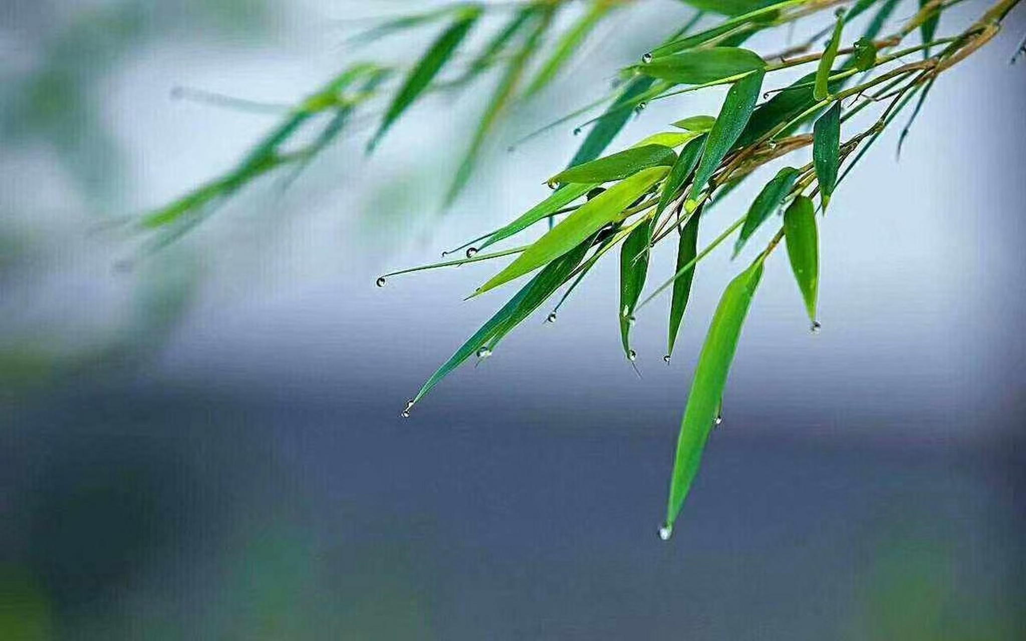 雨落黃昏 文/翠袖寒(遼寧) 雨,不疾不徐地從黃昏的葉片滑落 濺起往事