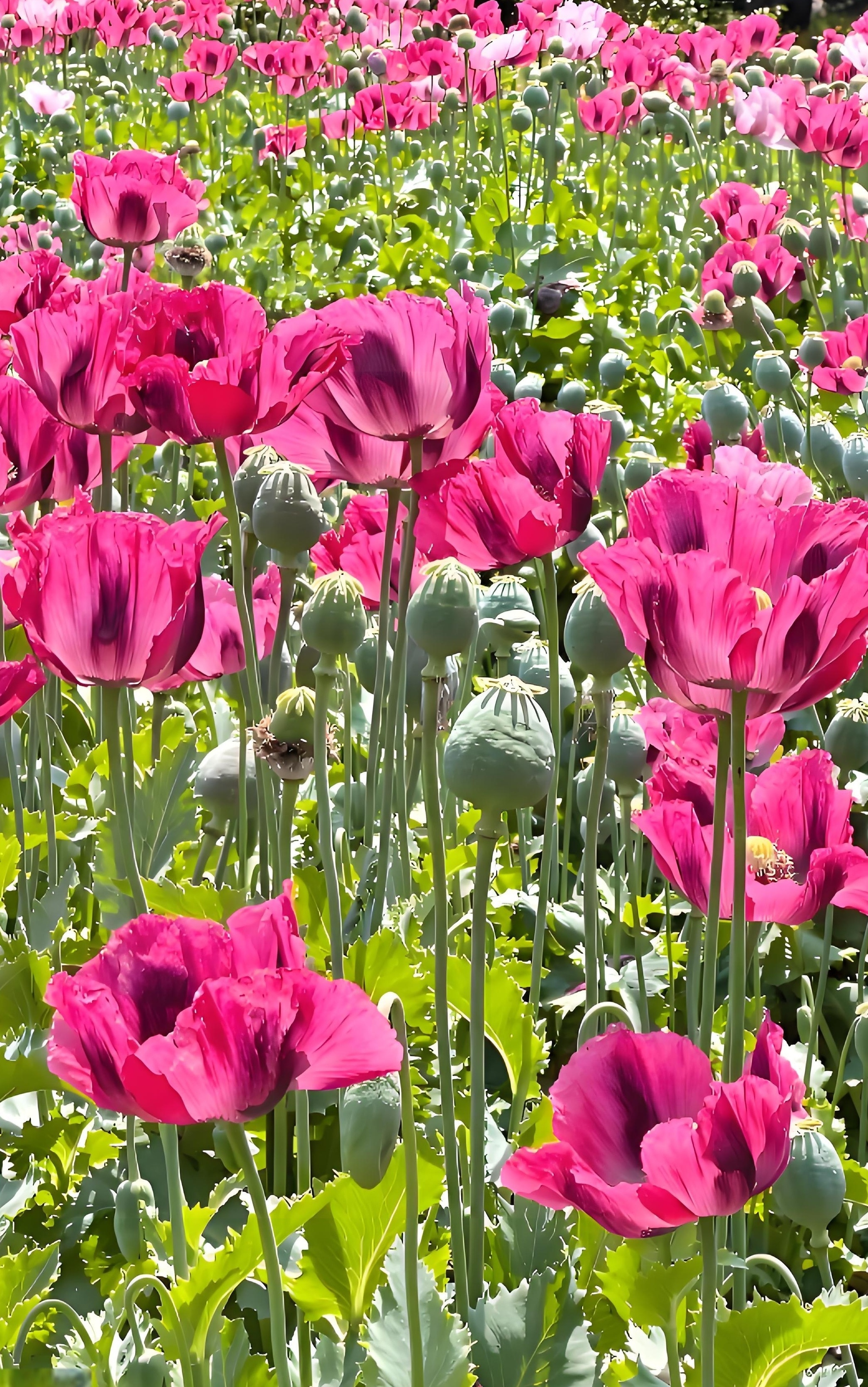 蝶恋花罂粟花(冯延巳体) 翠袖寒