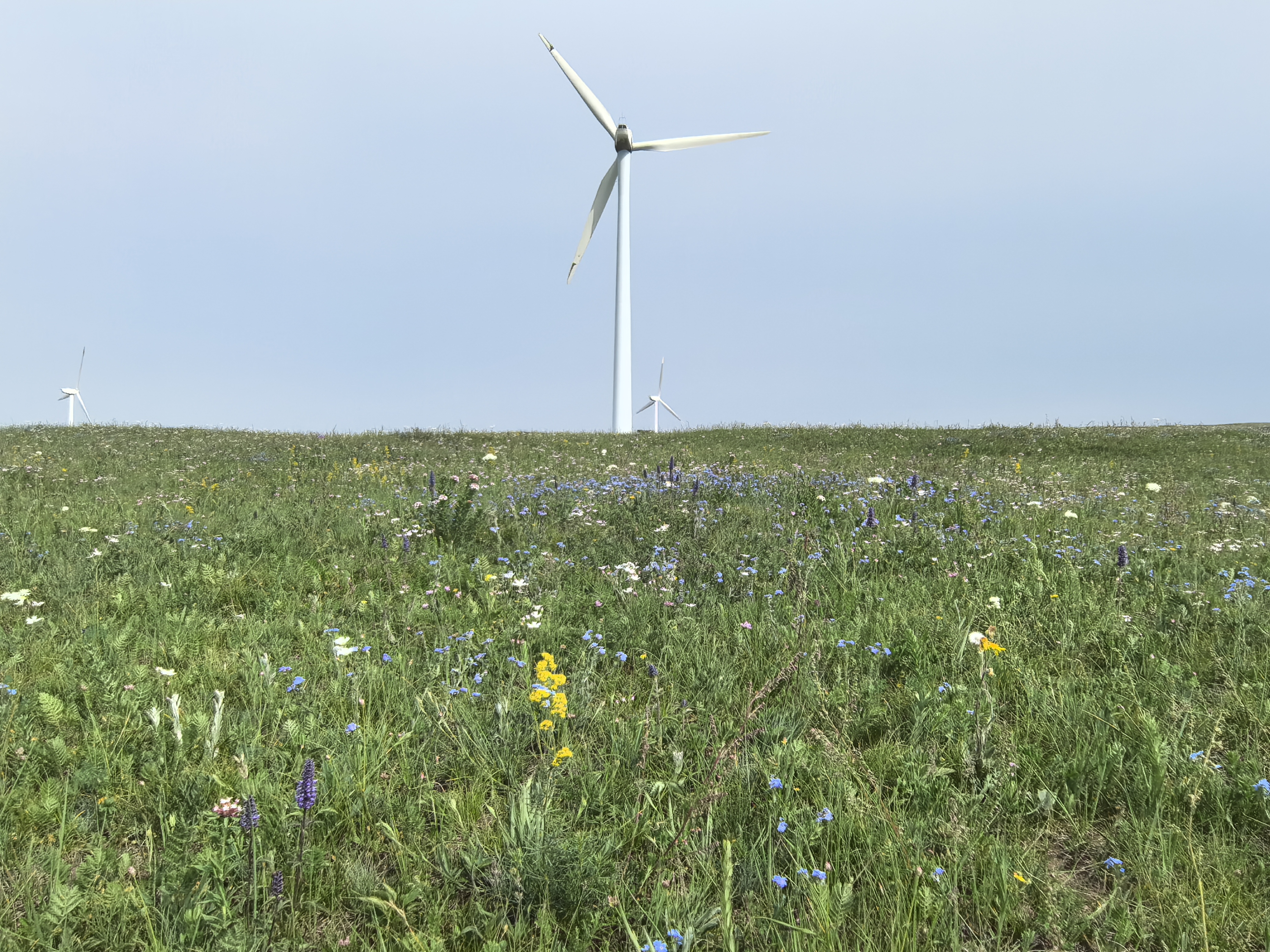 黄花沟,呼和浩特与乌兰察布间最美大草原,以前觉得草原是草的世界
