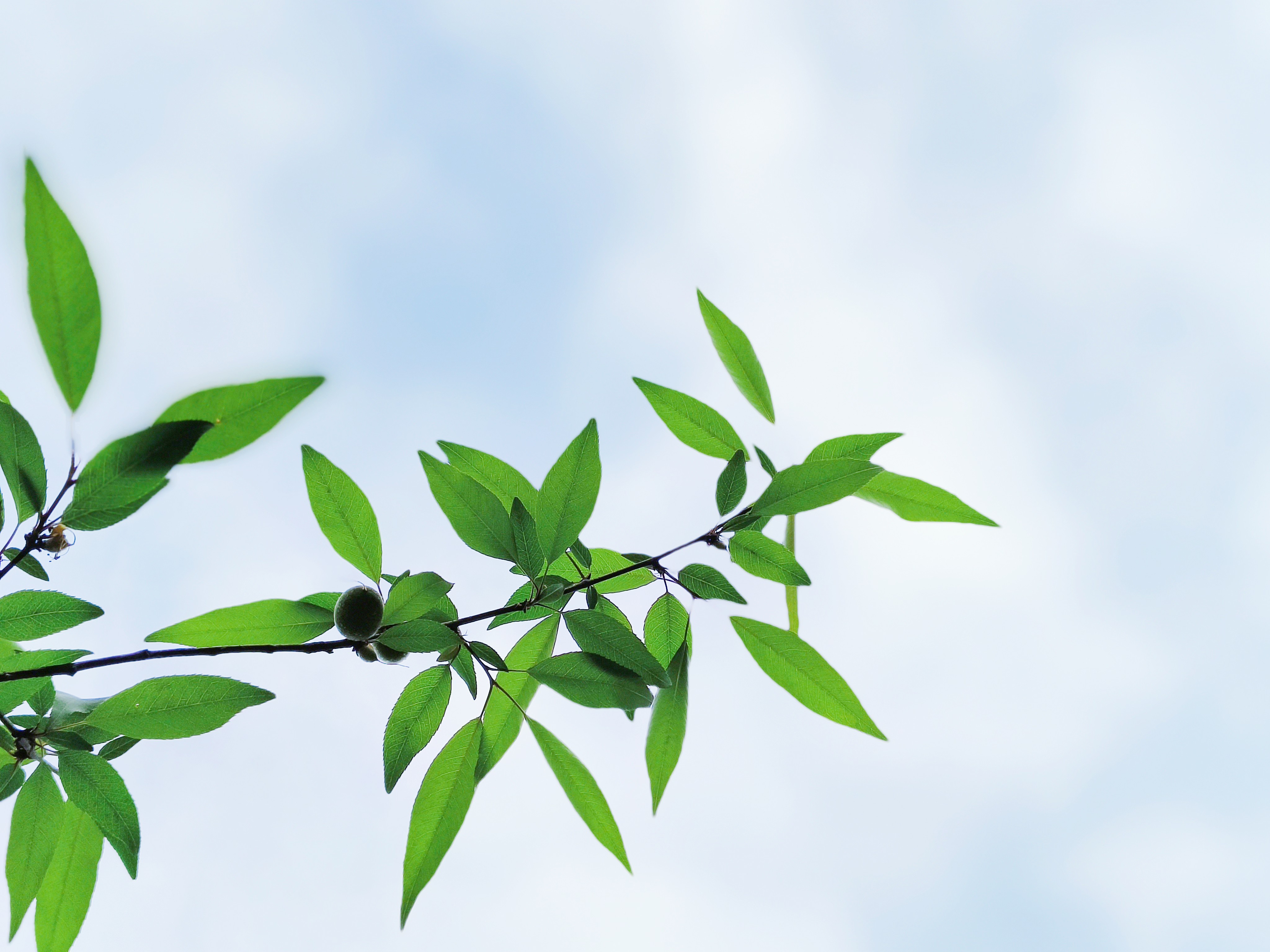 仿佛在诉说着自己的故事  看着这片叶子,我仿佛能感受到大自然的呼吸