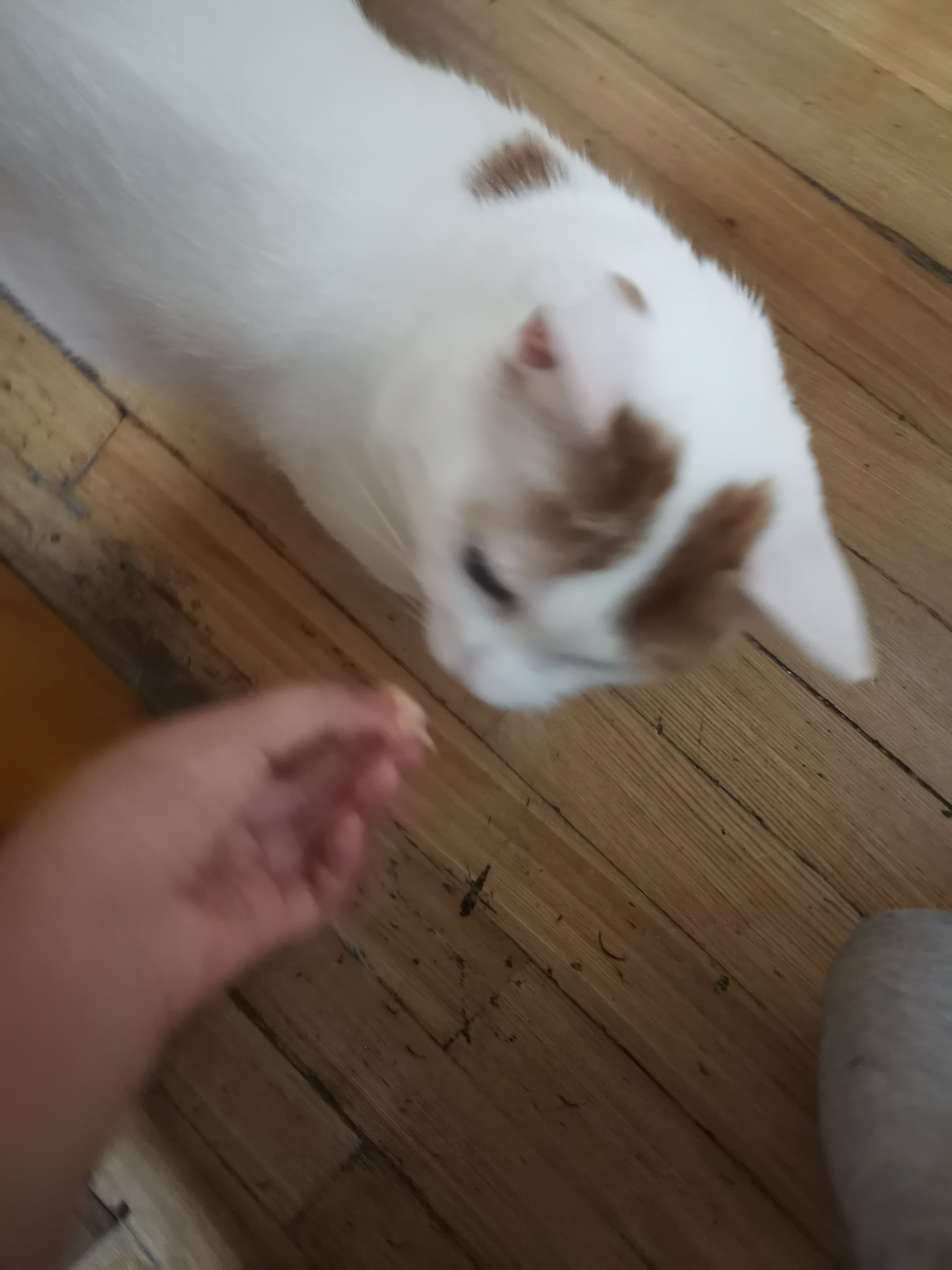 他就是个抢虾吃的强盗!#猫# #我家猫咪成精了