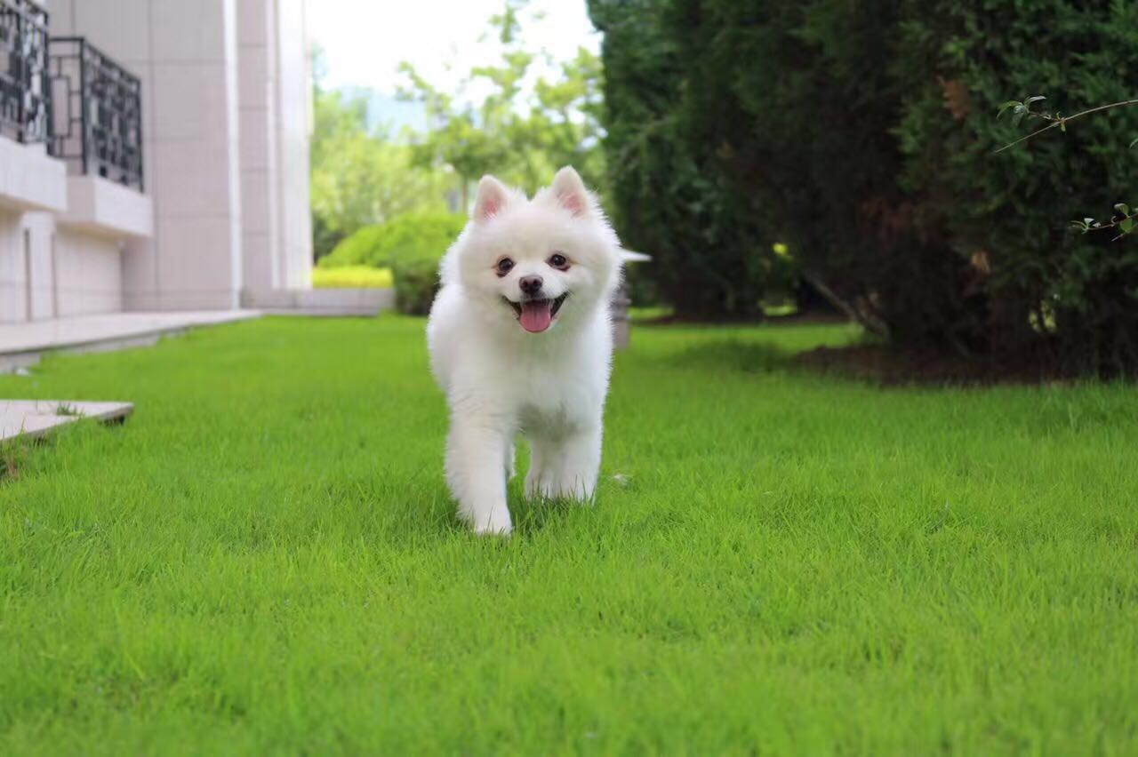 "草坪上的白色小博美犬,快乐的奔跑,像一颗自由的小星星