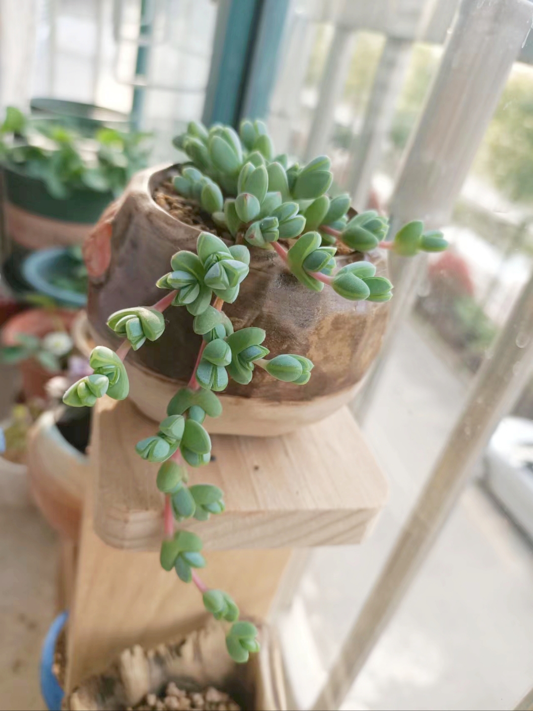 碧玉莲,它那宛若一颗颗桃心般的叶子,甚是惹人喜爱!