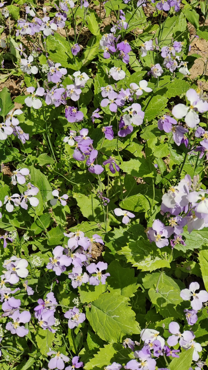 这里的诸葛菜很多,连成片,开的花也非常可爱,但是这东西不能多吃,好像