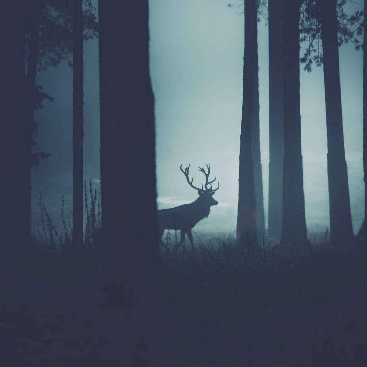 梦见与你看到林深时现鹿.