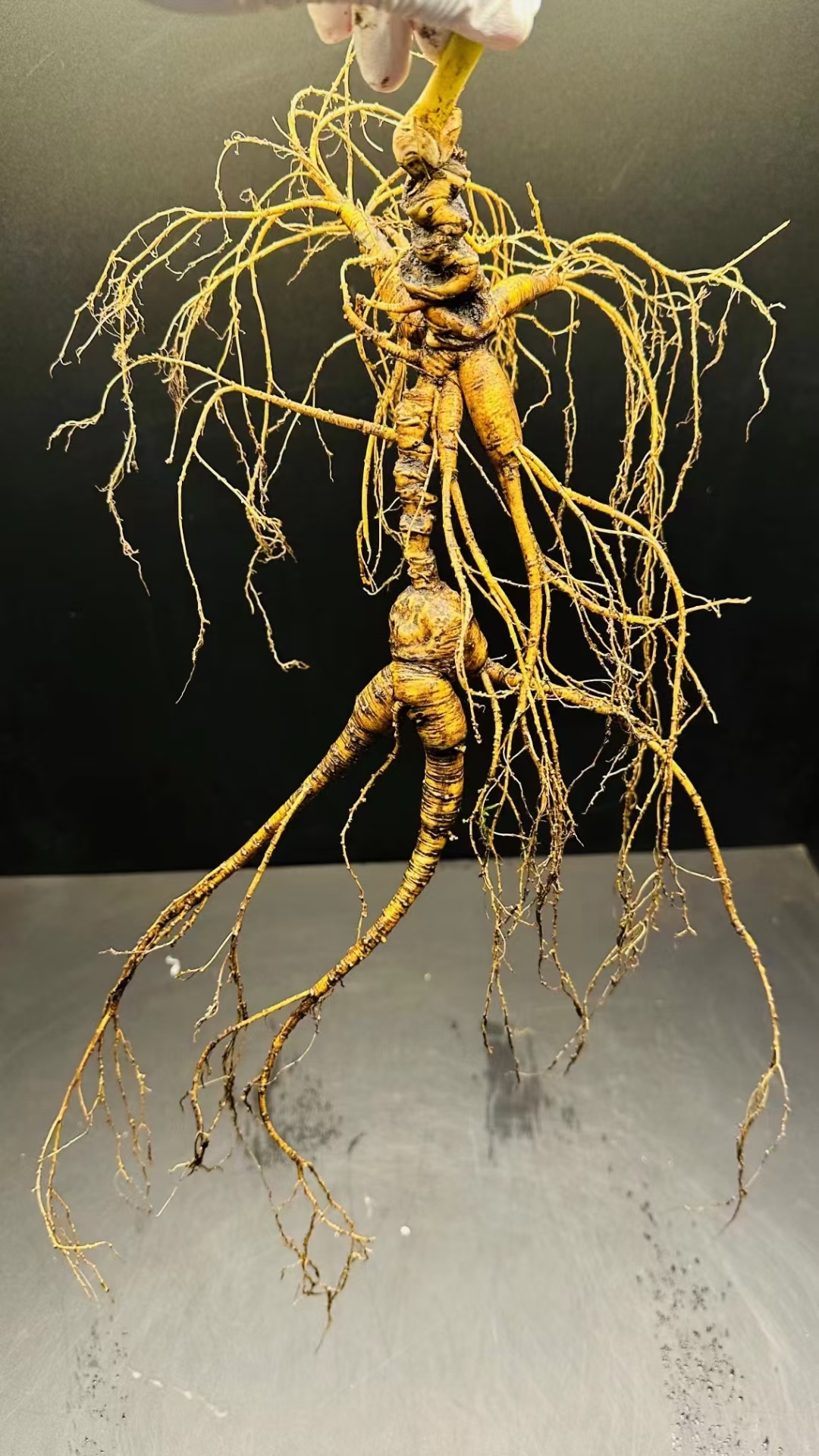 错综复杂的根系,宛如生命的脉络,展现了植物顽强生长的力量