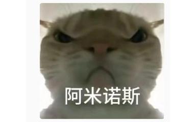 地铁小猫鼠鼠表情包 猫meme