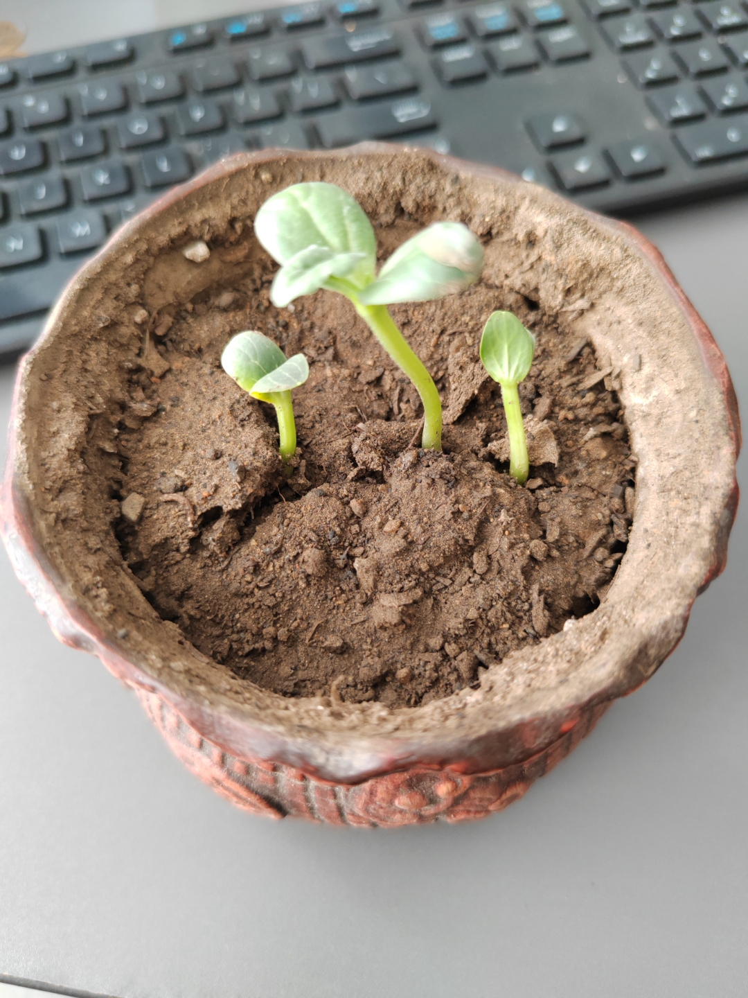 生活中的每一份成长都如种子破土,我为新生的力量感到欢愉