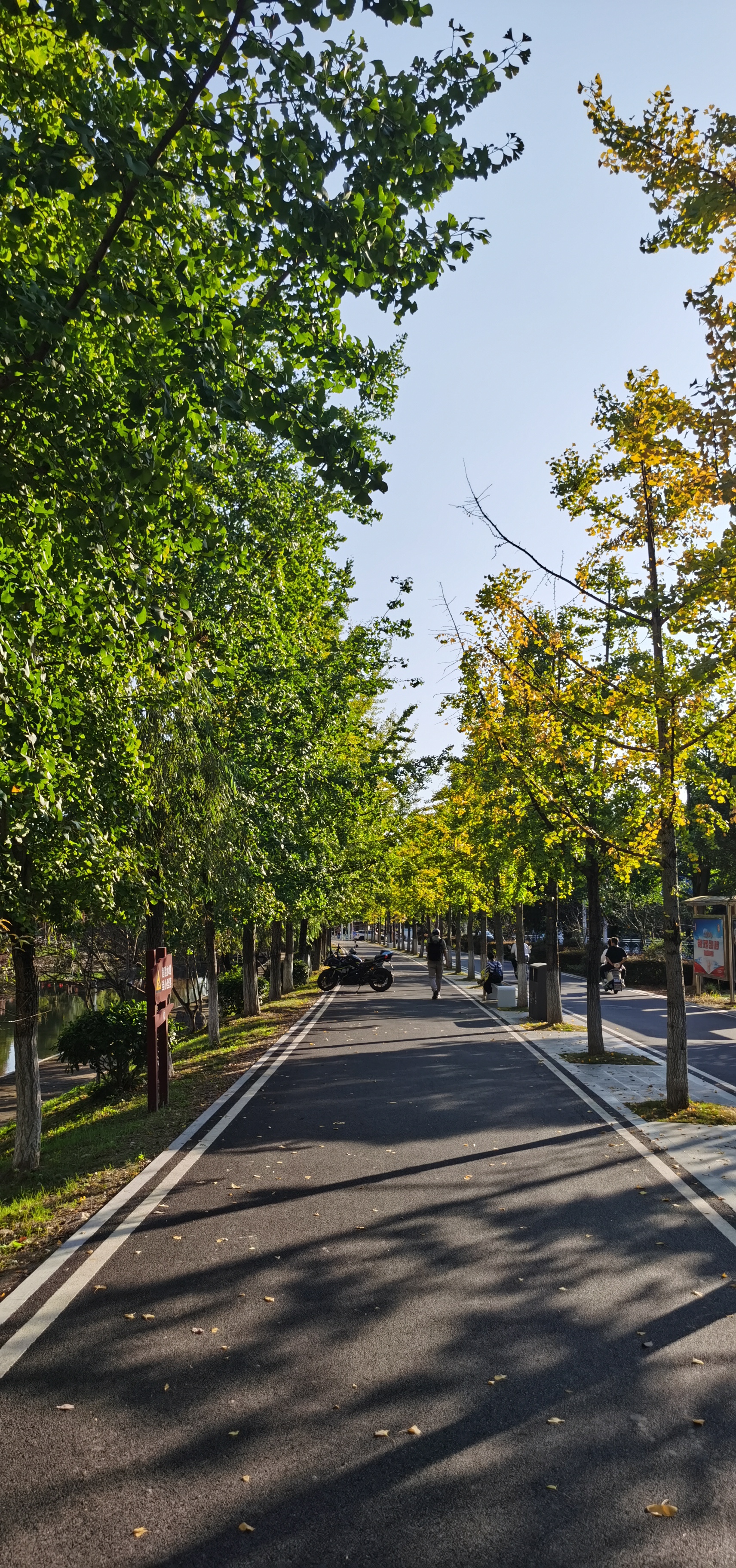 三峡大学银杏树图片